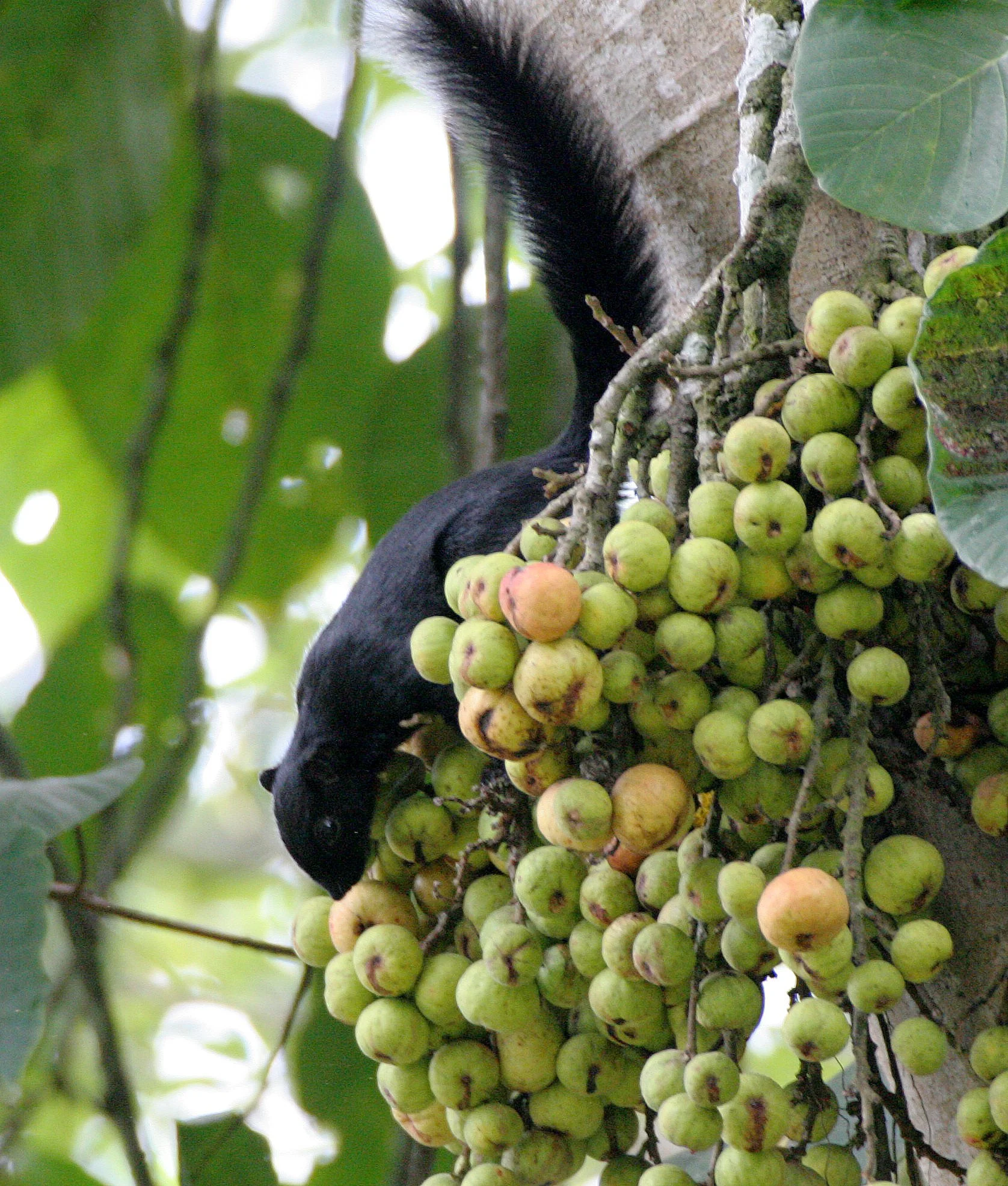 Callosciurus prevostii - PREVOST'S SQUIRREL - KINABATANGAN RIVER BORNEO  (23).JPG