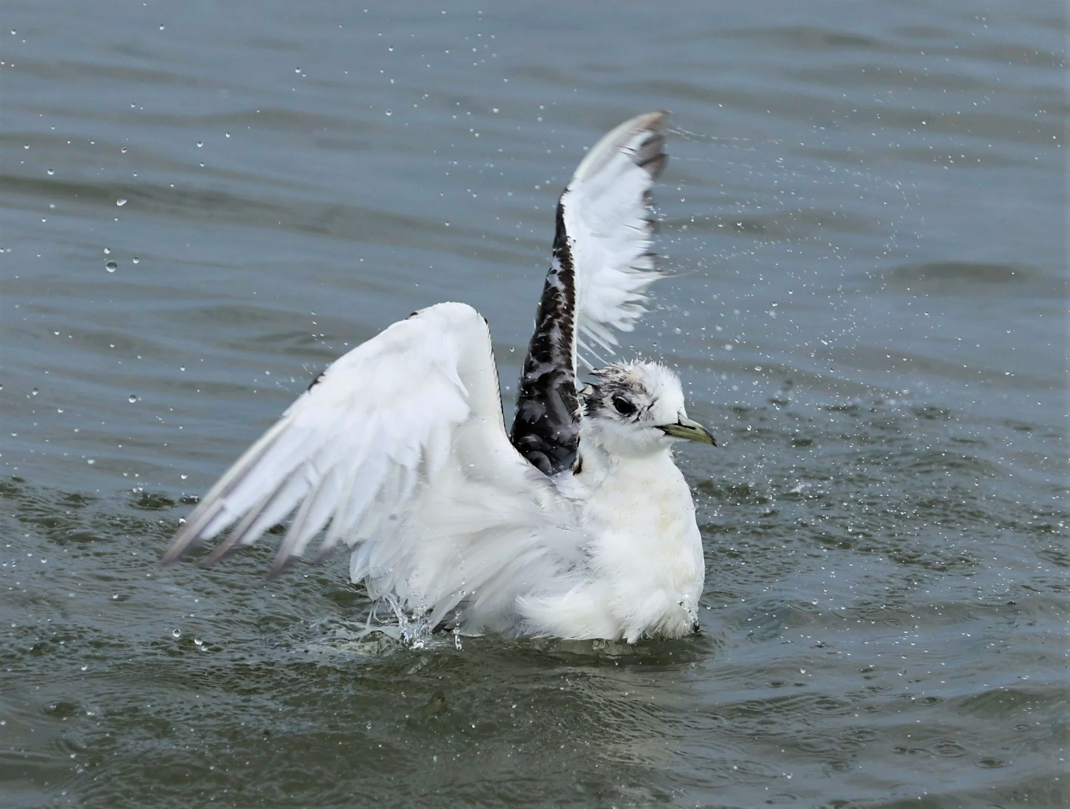 KITTIWAKE - BLACK-LEGGED KITTIWAKE - Rissa tridactyla - GULF OF SIAM OFF BANGKOK & SAMUT SAKHORN FEB 05 2022 (33).jpg