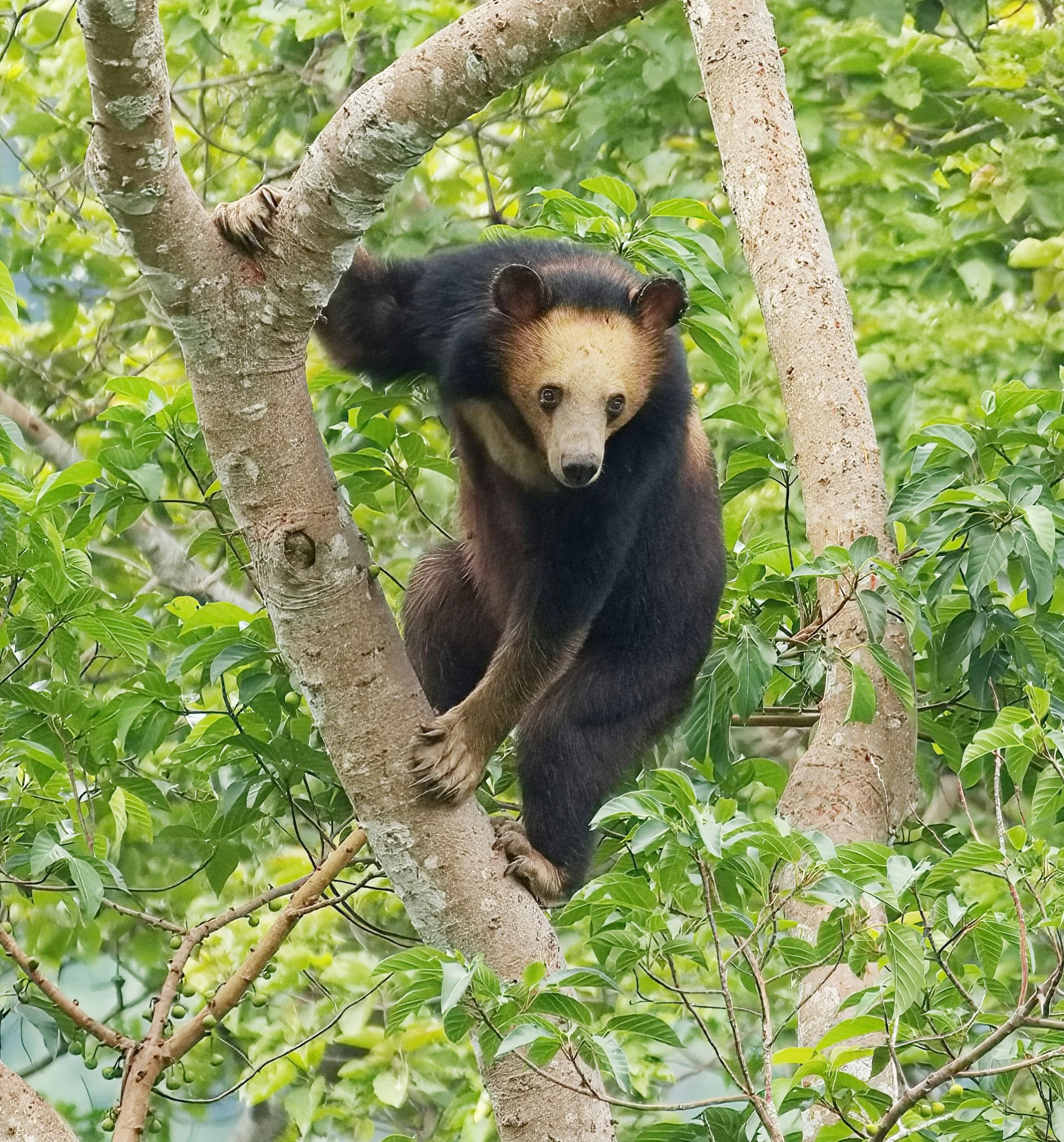 Asiatic Black Bear (Ursus thibetanus) photo by Raymond David Pearce