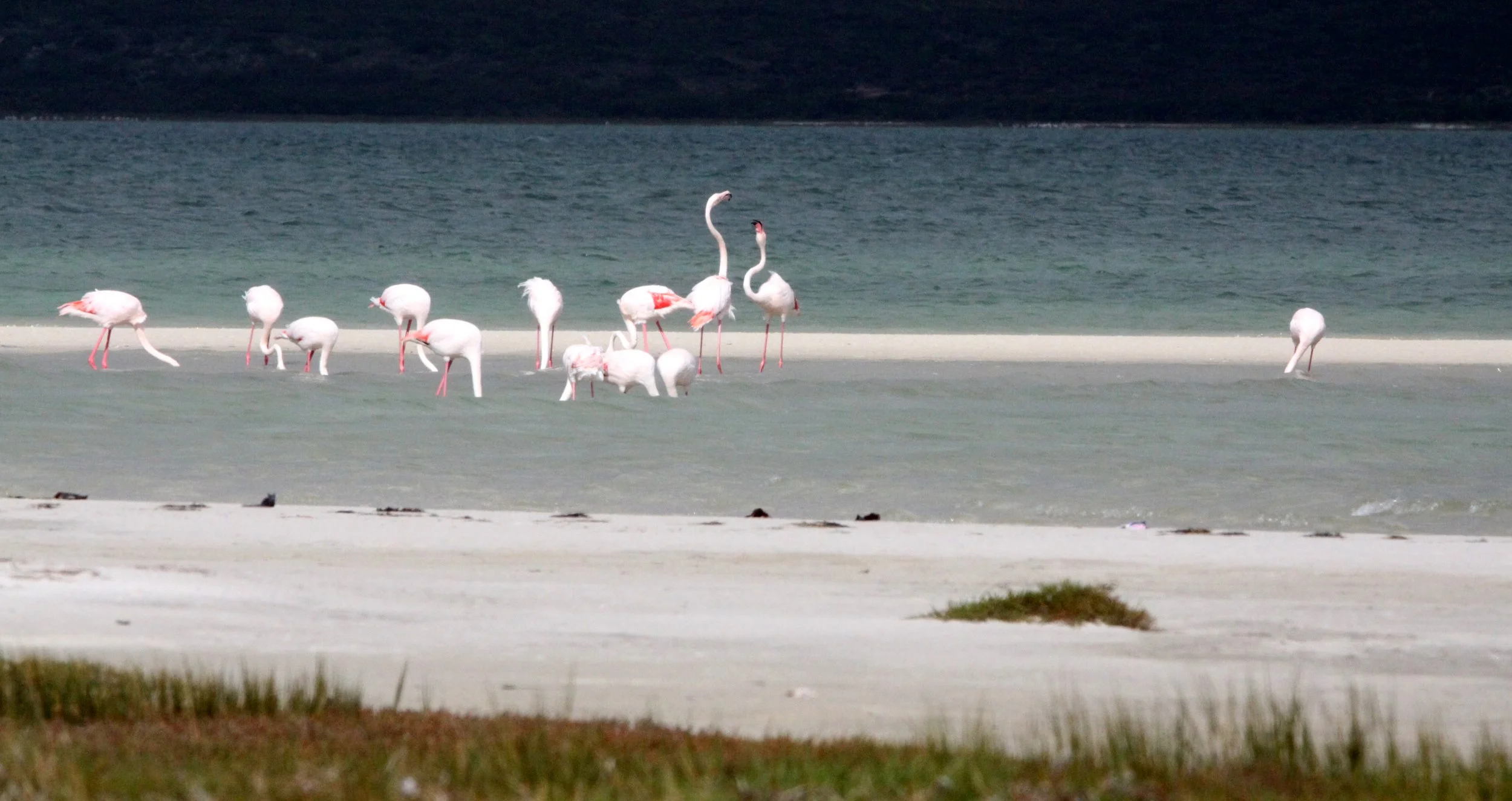 Phoenicopterus roseus - Greater Flamingo - West Coast National Park South Africa (5).JPG