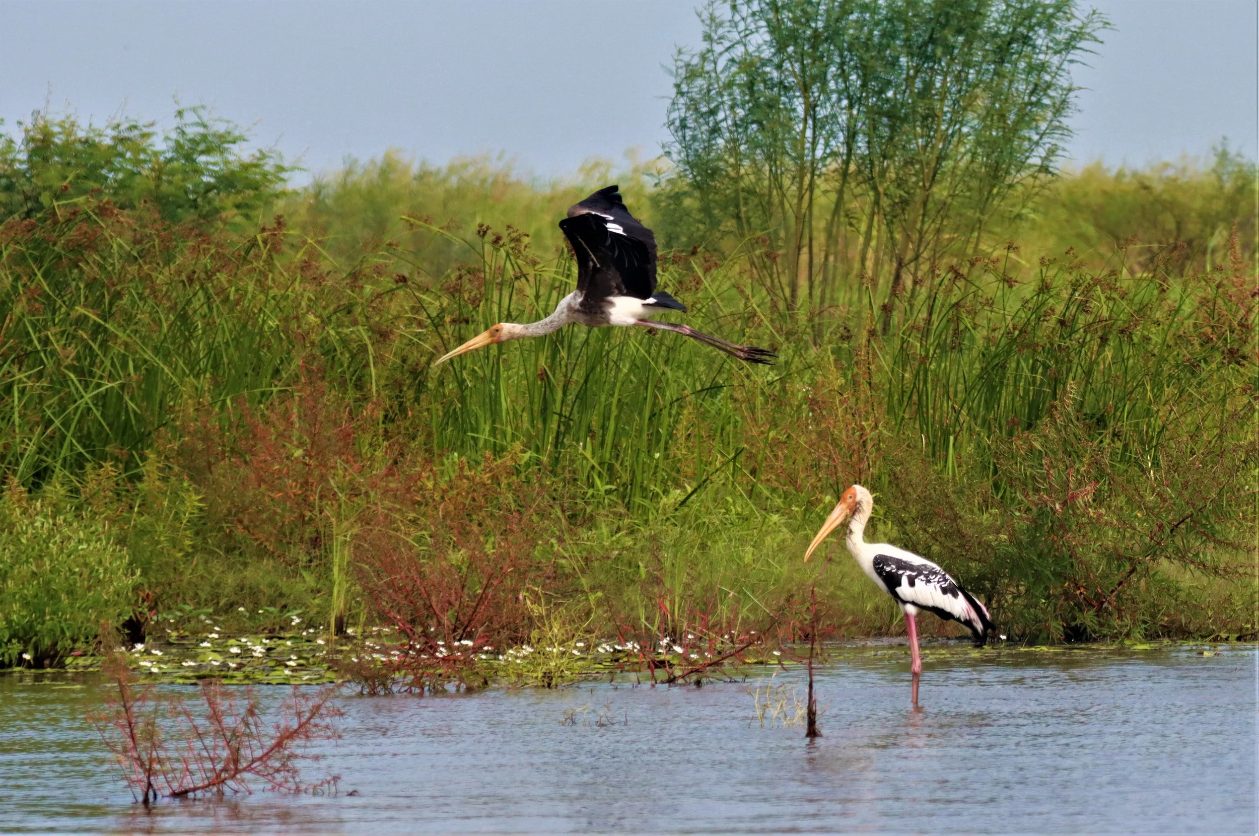 STORK - PAINTED STORK - Mycteria leucocephala - BUENG BORAPHET NAKHON SAWAN AUGUST 2021 (26).jpg