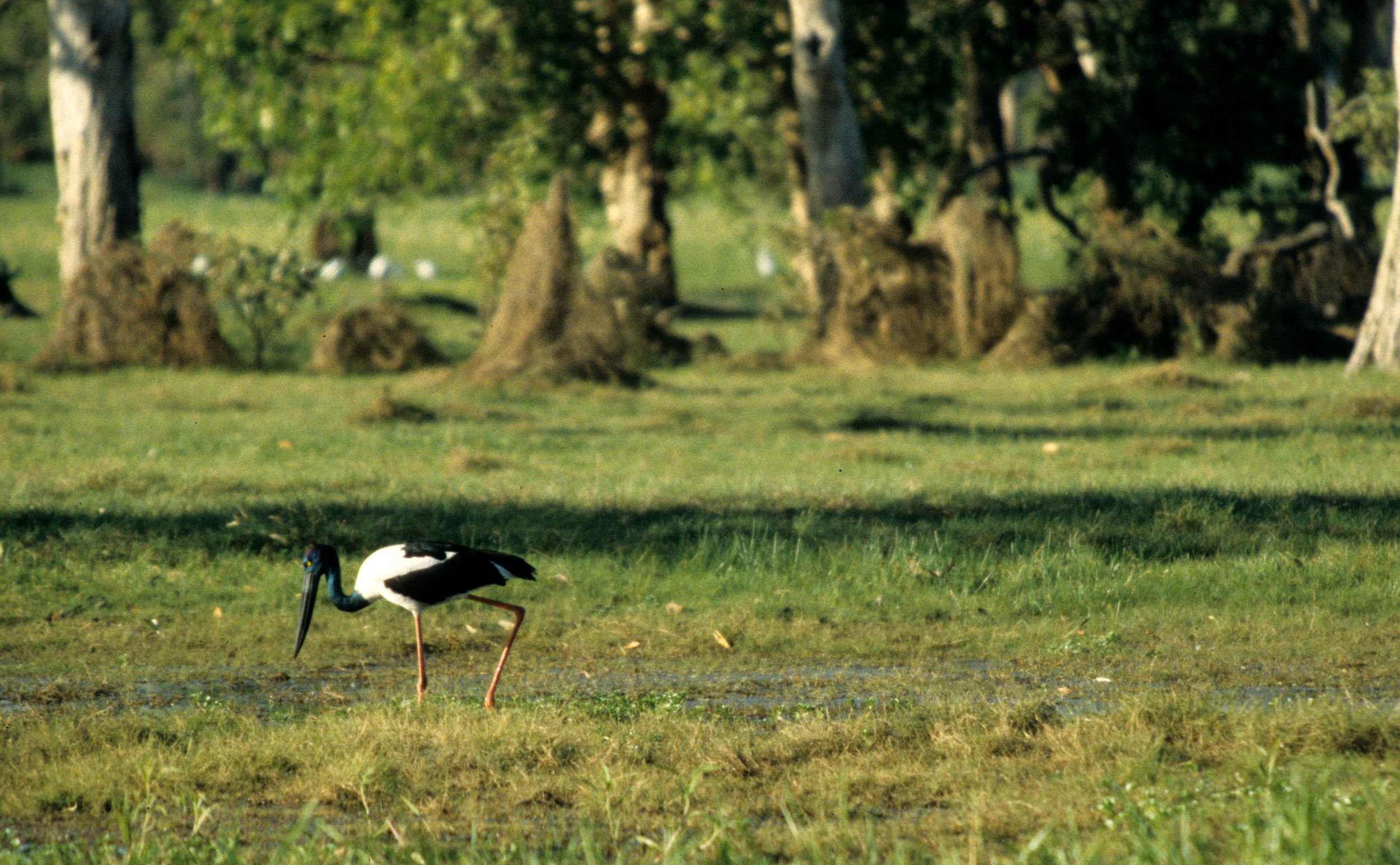 BIRD - STORK - JABIRU - KAKADU NP C.jpg