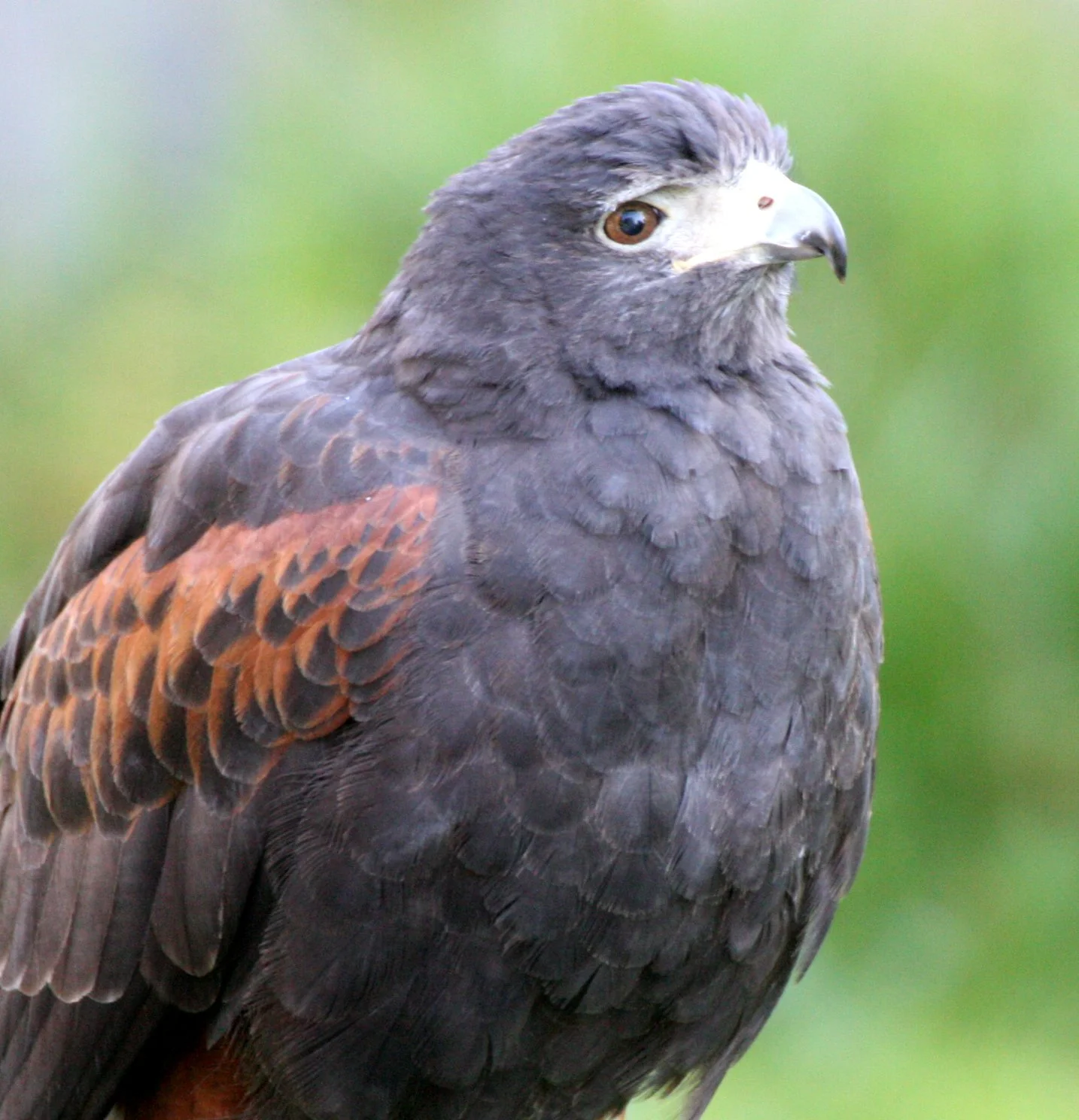 Parabuteo unicinctus - HARRIS'S HAWK - WOODLAND PARK WA (1).JPG