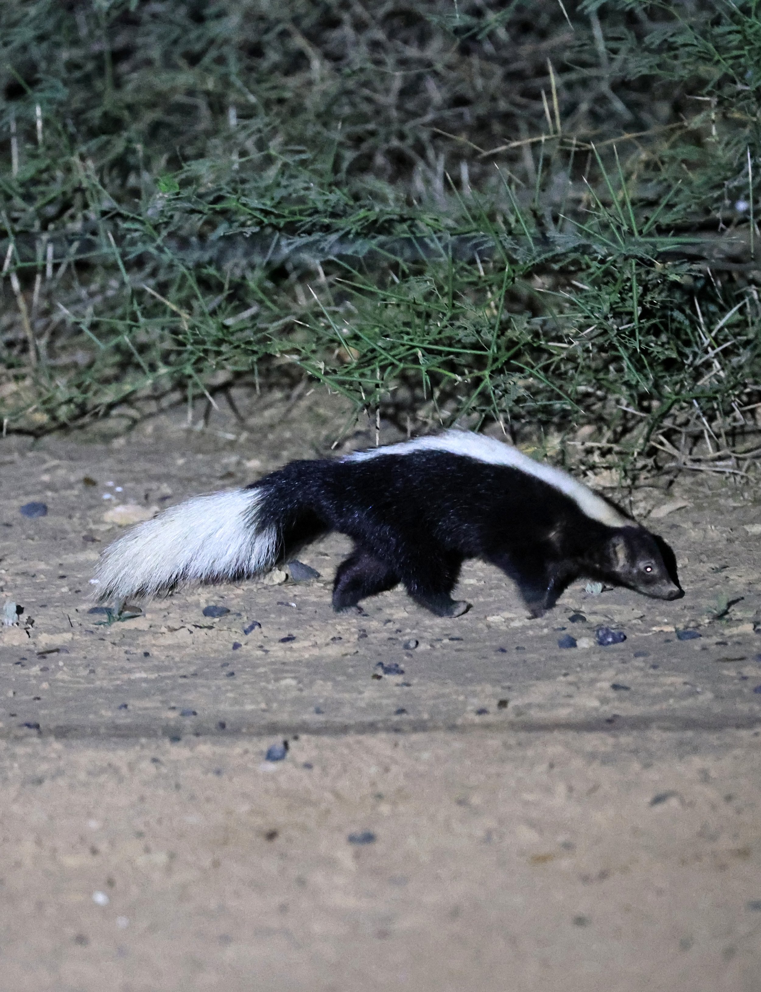 Molina's Hog-nosed Skunk (Conepatus chinga) Estancia Campo'í Paraguay (166).jpg