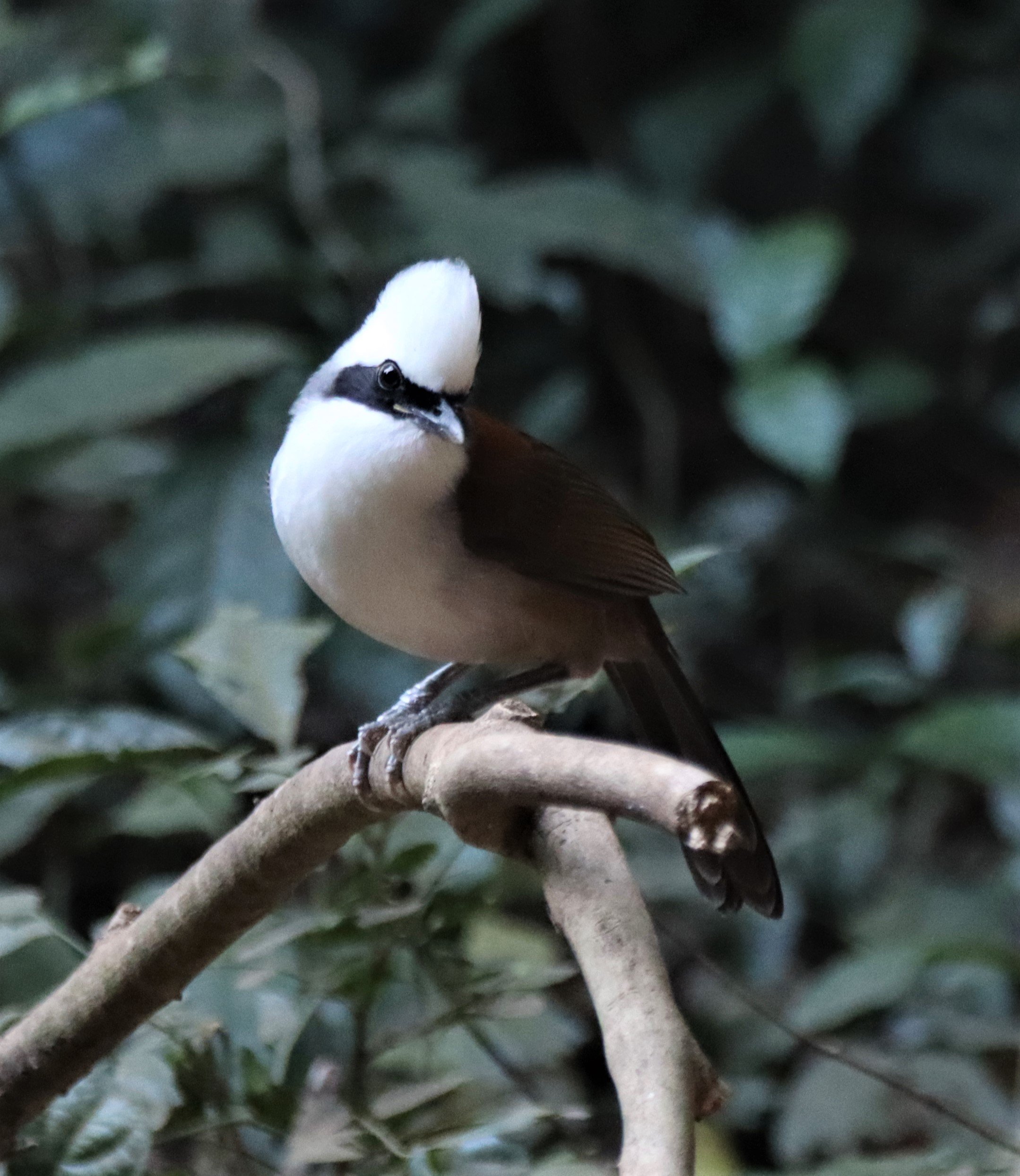 LAUGHINGTHRUSH - WHITE-CRESTED LAUGHINGTHRUSH - Garrulax leucolophus - KAENG KRACHAN THAILAND (14).jpg
