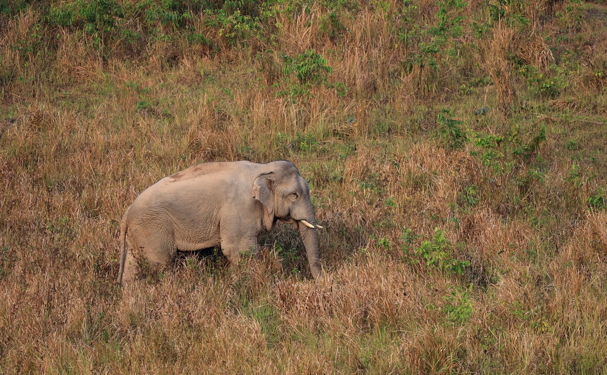 Asian Elephant (Elephas maximus) Khao Yai National Park, Thailand (117).jpg