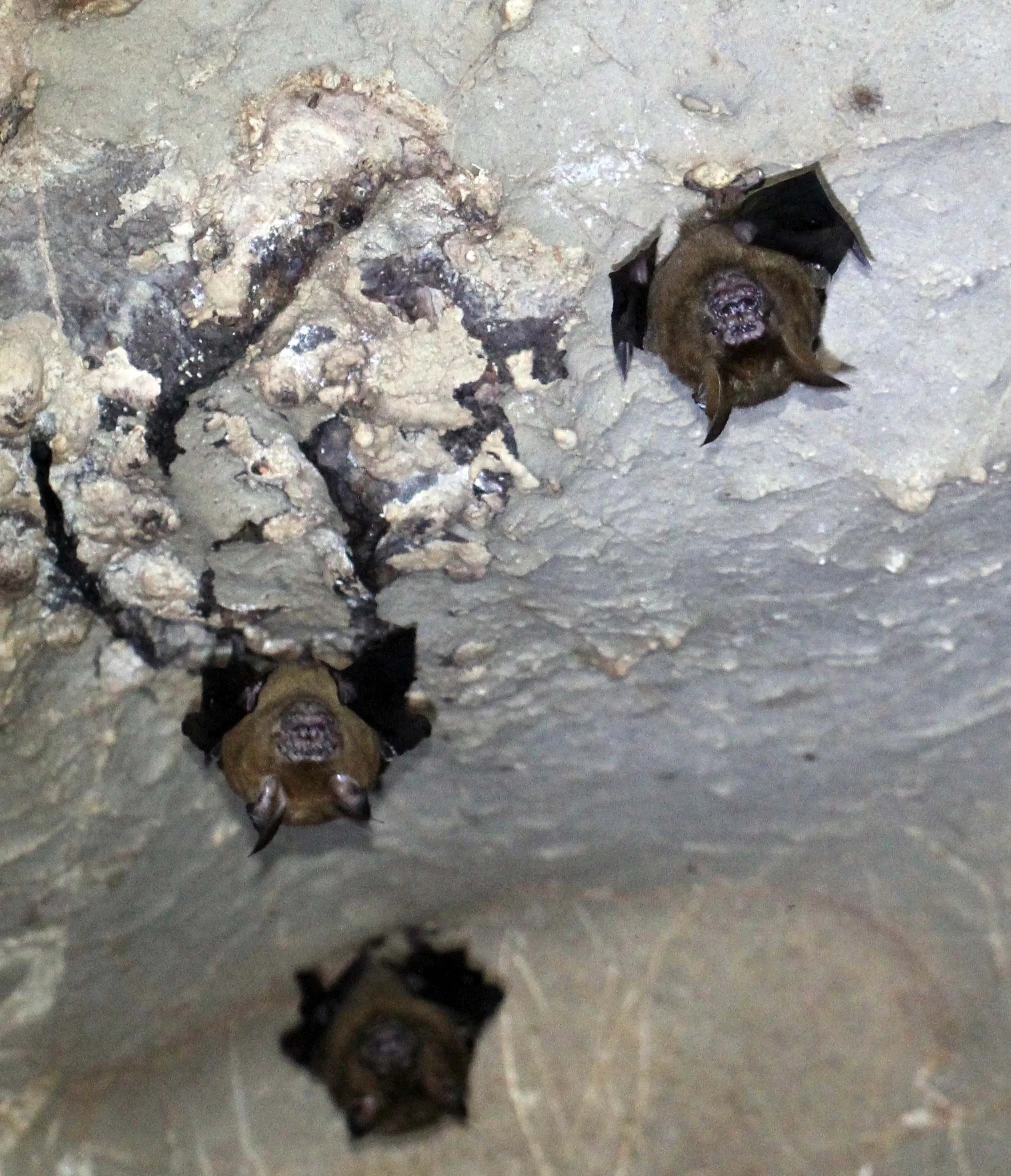 ROUNDLEAF BAT - GREAT ROUNDLEAF BAT - Hipposideros armiger - NAMTHALU - KHAO SOK NATIONAL PARK - SURATTHANI (10).JPG