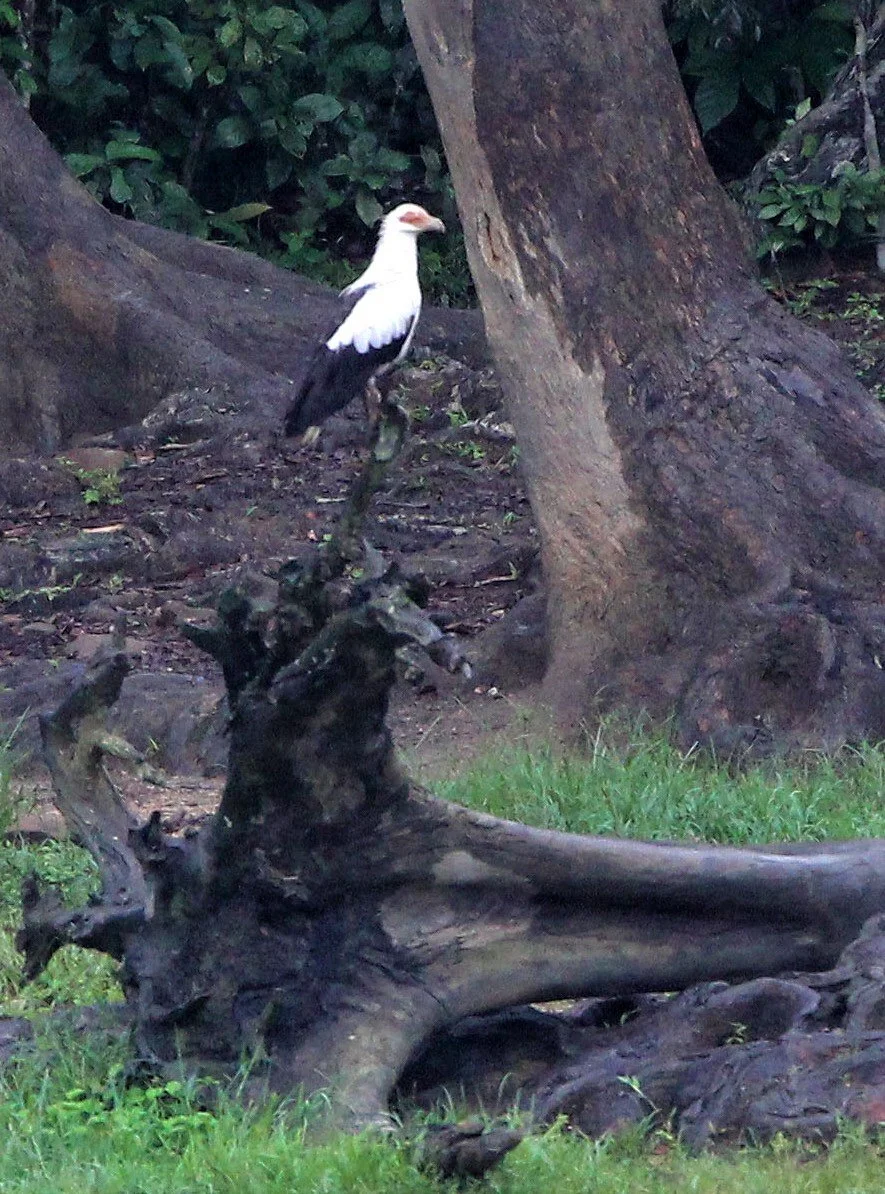 Gypohierax angolensis - PALM NUT VULTURE - DZANGHA NDOKI NATIONAL PARK - CENTRAL AFRICAN REPUBLIC aa1.jpg
