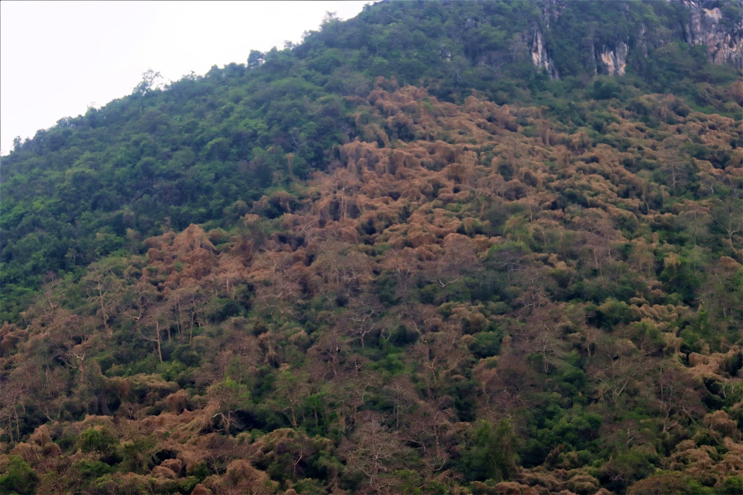 Key species, including deciduous dipterocarps, often transition to rusty-brown or golden hues, with many species displaying new, green, or red leaves shortly before or after leaf fall.