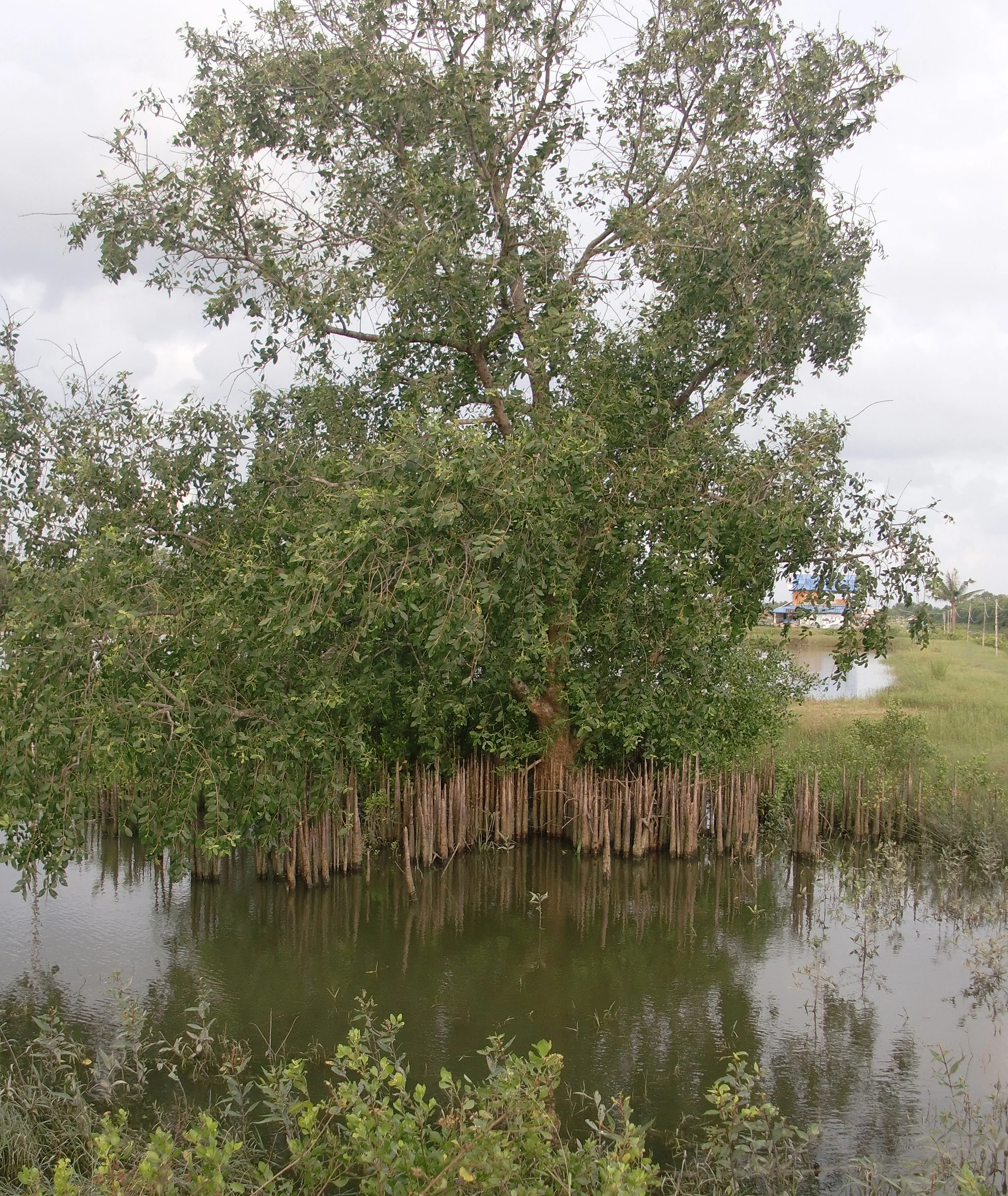 2011 Nakhonsithammarat Winter in Thailand Trip (48).JPG