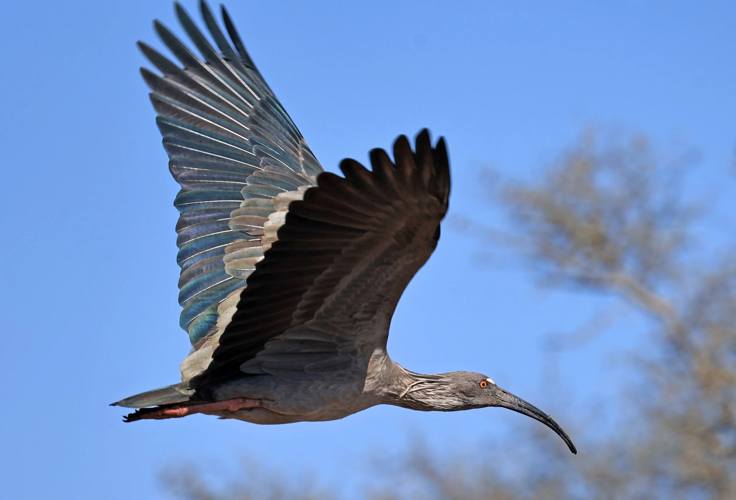 Plumbeous Ibis (Theristicus caerulescens) Agua Dulce Paraguay (3).jpg