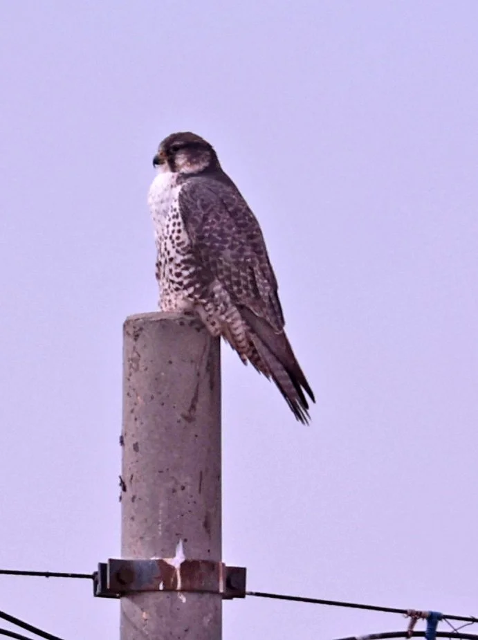 Merlin (Falco columbarius) Ruoergai County, Tibetan Plateau, Sichuan ...