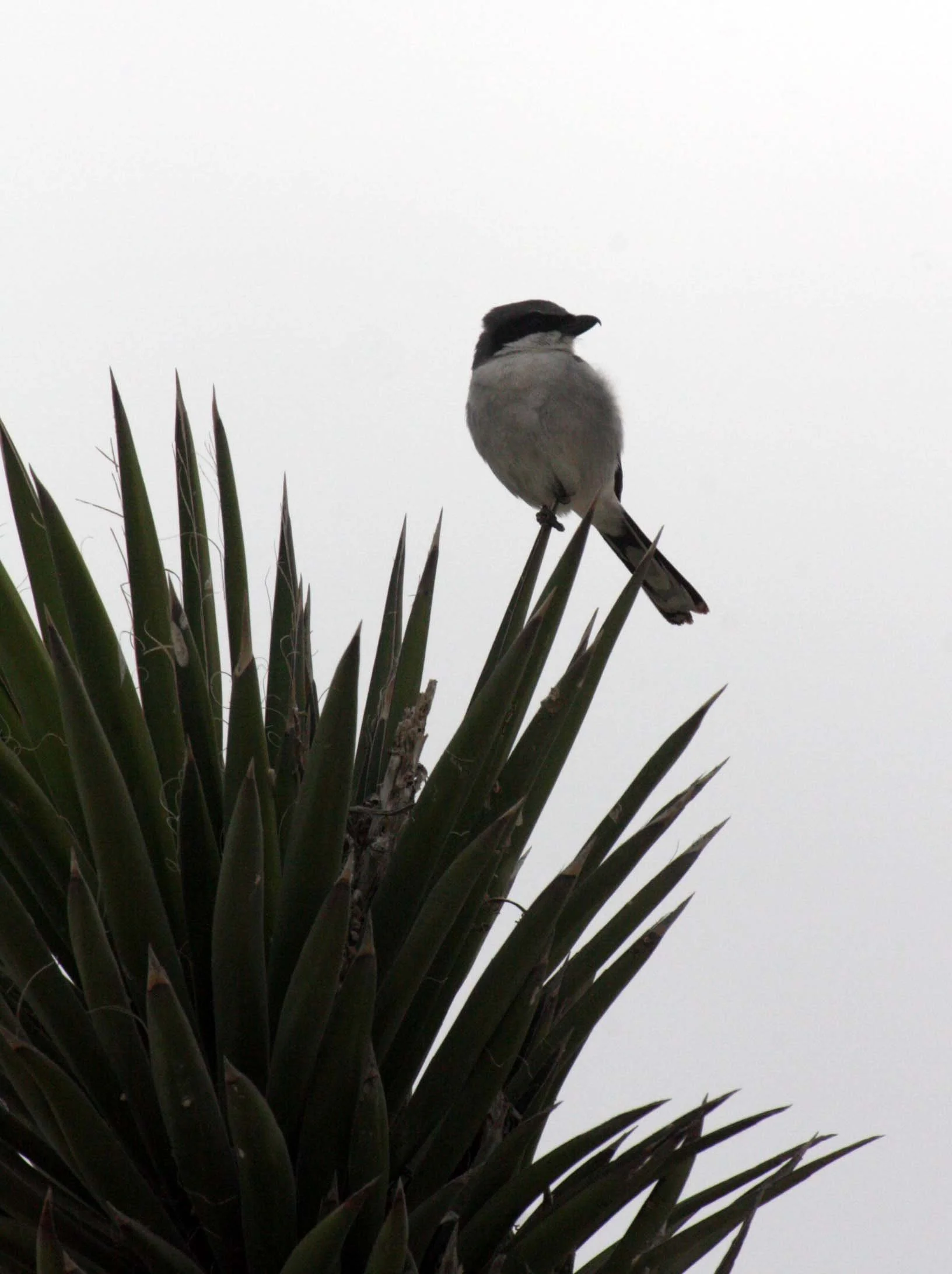 Loggerhead Shrike (Lanius ludovicianus) San Ignacio Lagoon Baja Mexico (7).JPG