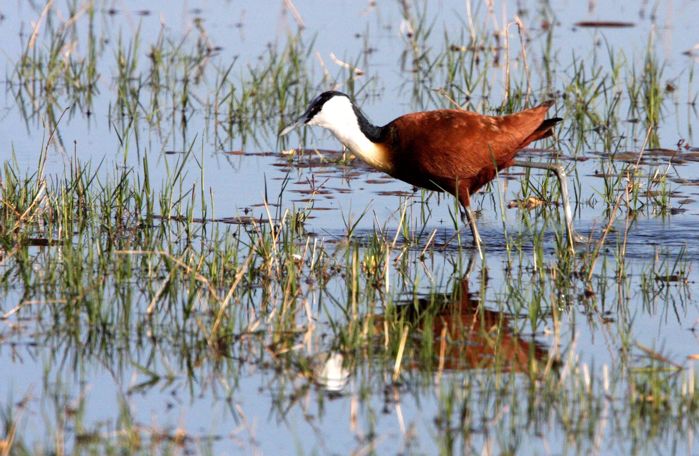 African Jacana - Actophilornis africanus - Khwai Camp Okavango Delta Botswana (15).JPG