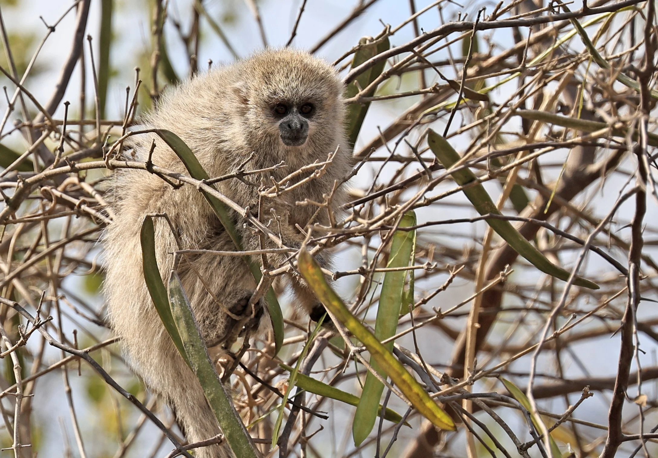 Chacoan Titi (Plecturocebus pallescens) Agua Dulce Paraguay (9).jpg