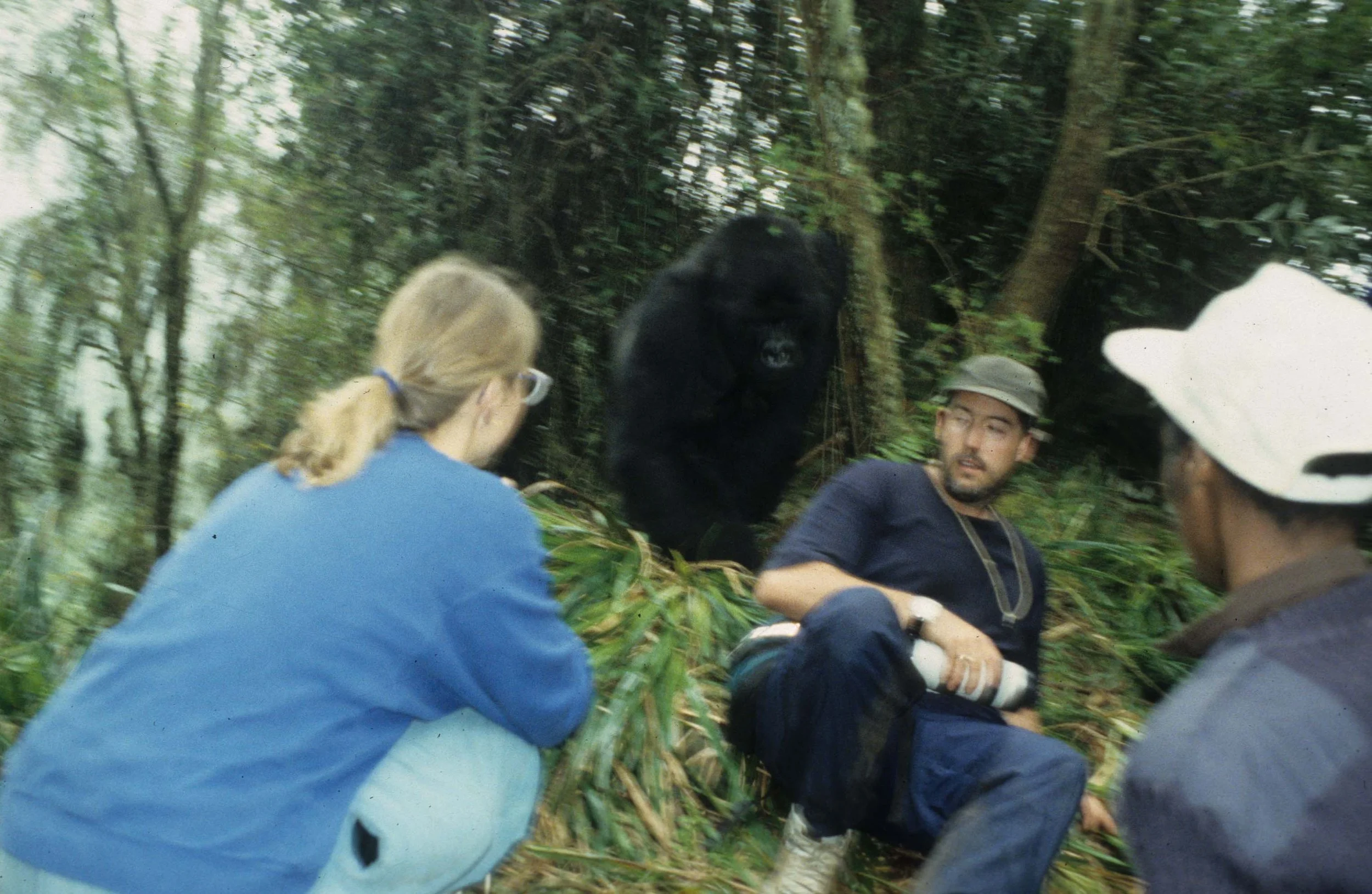 PRIMATE - GORILLA - ME (13).jpg