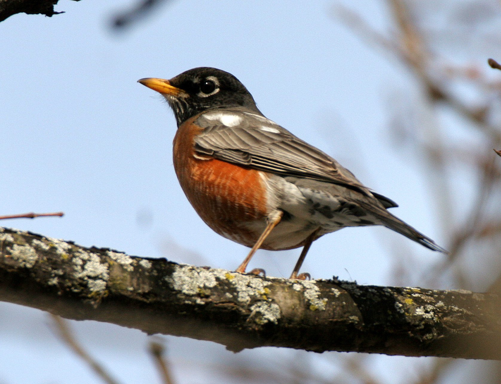 American Robin (Turdus migratorius) Lincoln Marsh Wheaton Illinois (2).JPG
