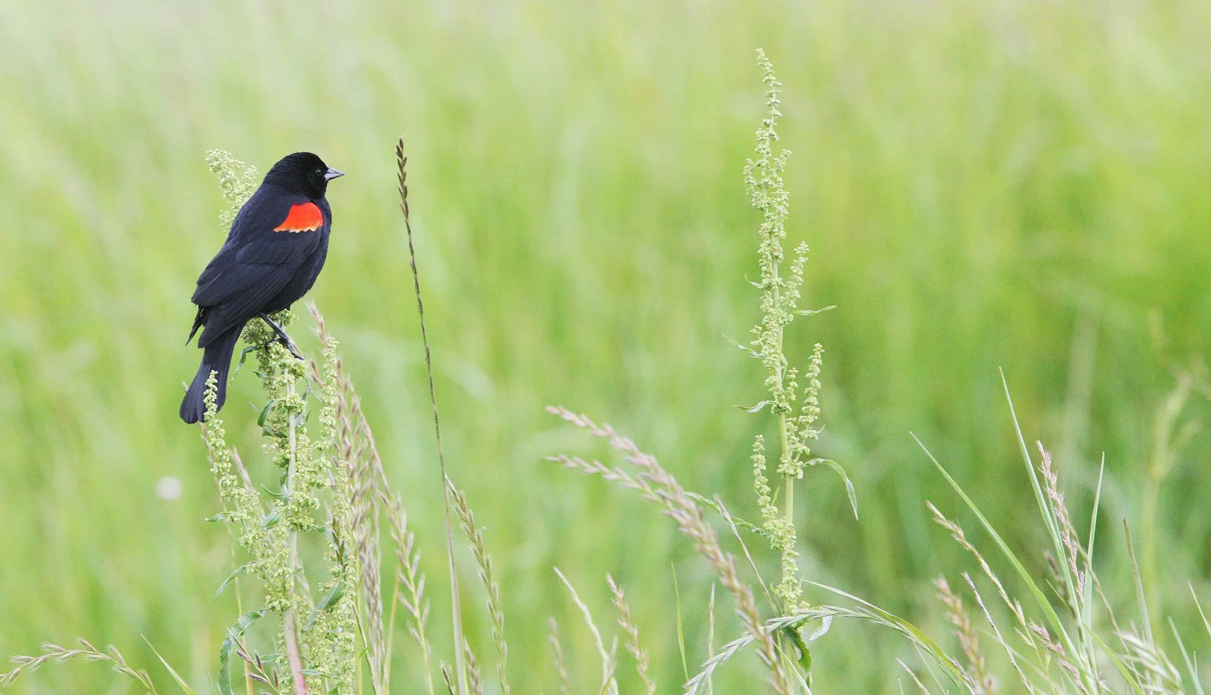 Red-winged Blackbird (Agelaius phoeniceus) Cosumnes River Reserve California (1).JPG
