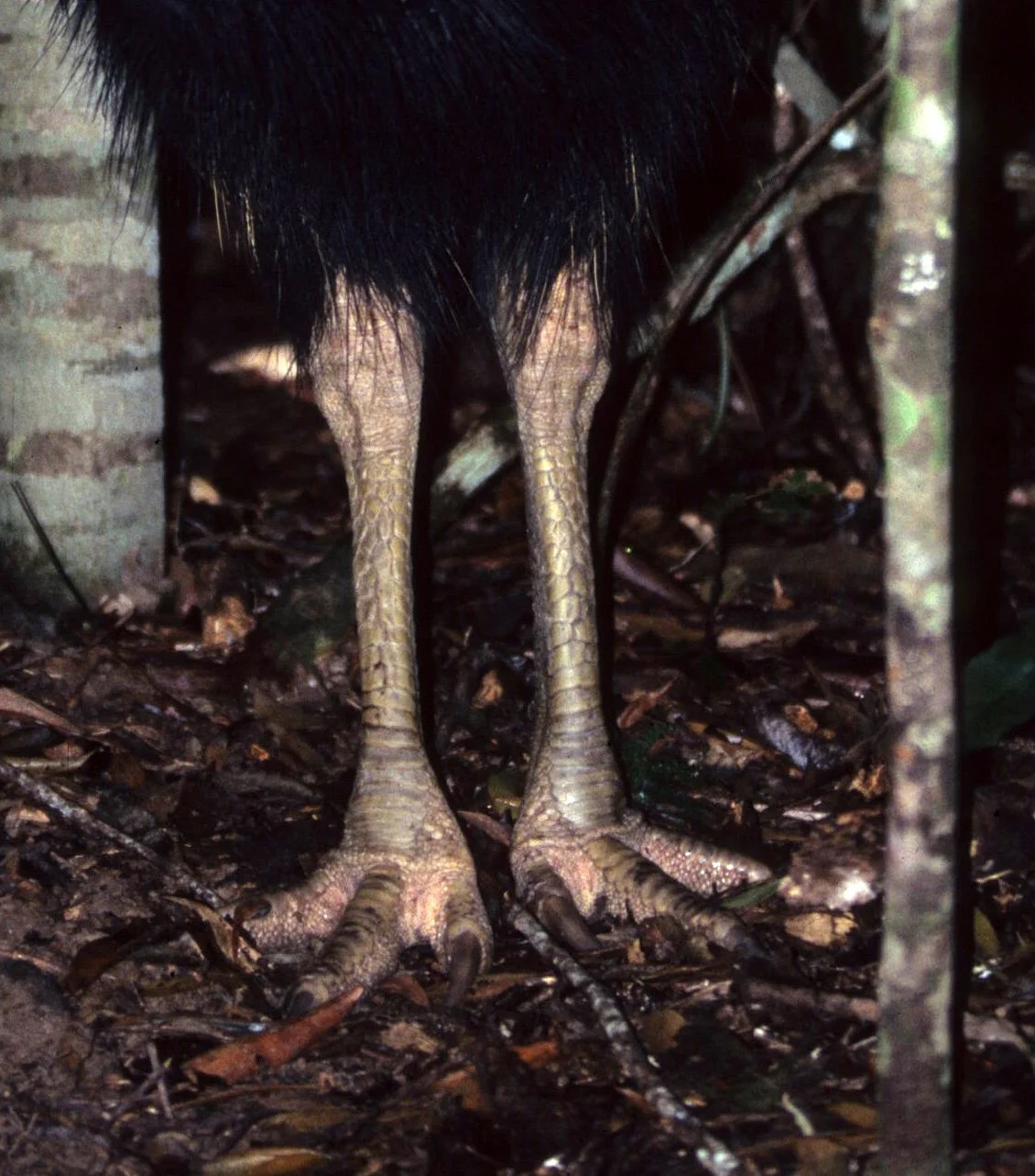 BIRD - SOUTHERN CASSOWARY - DAINTREE RAINFOREST D1.jpg