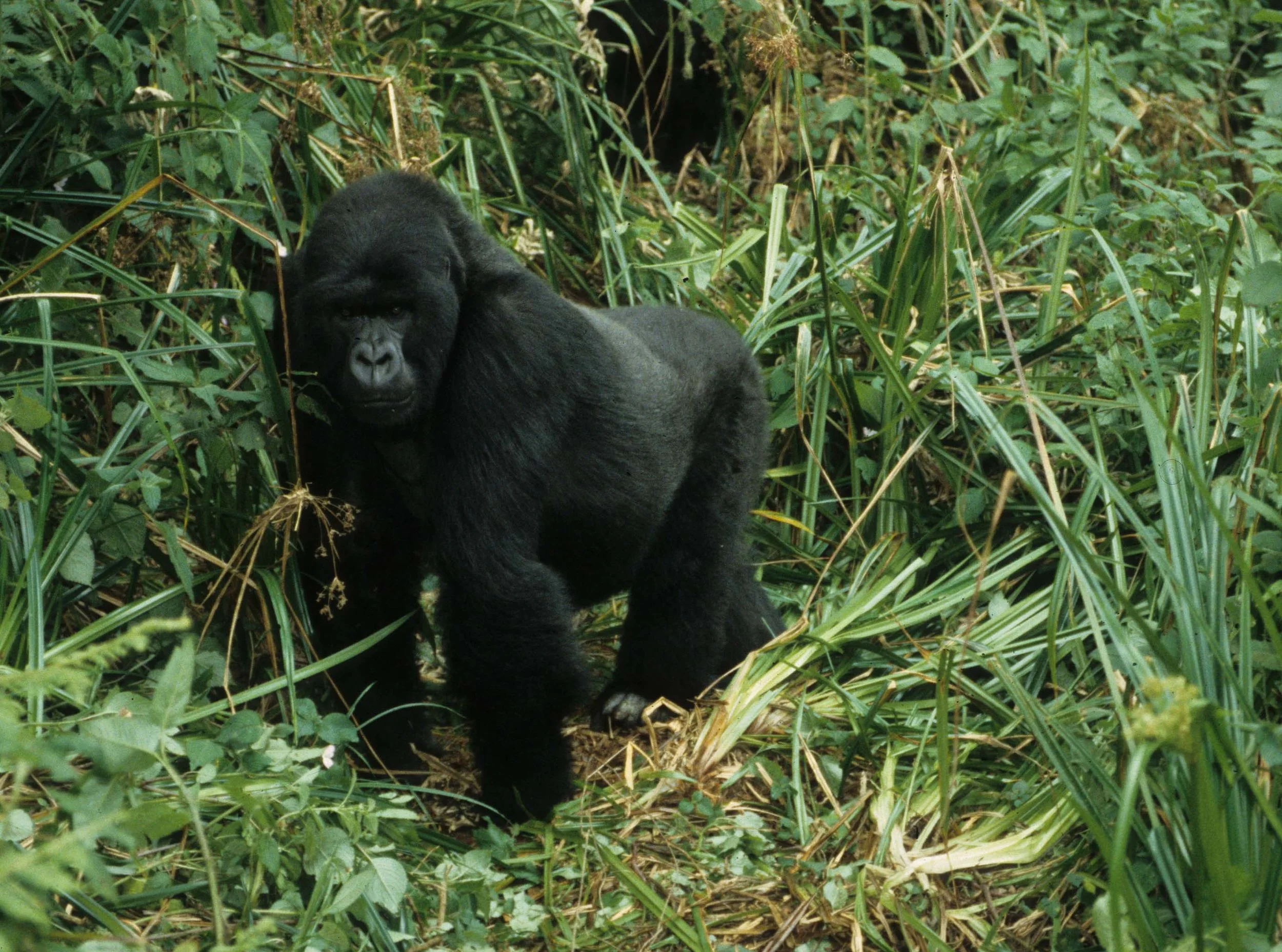 PRIMATE - GORILLA-RWANDA PARC DU VULCANS (104).jpg