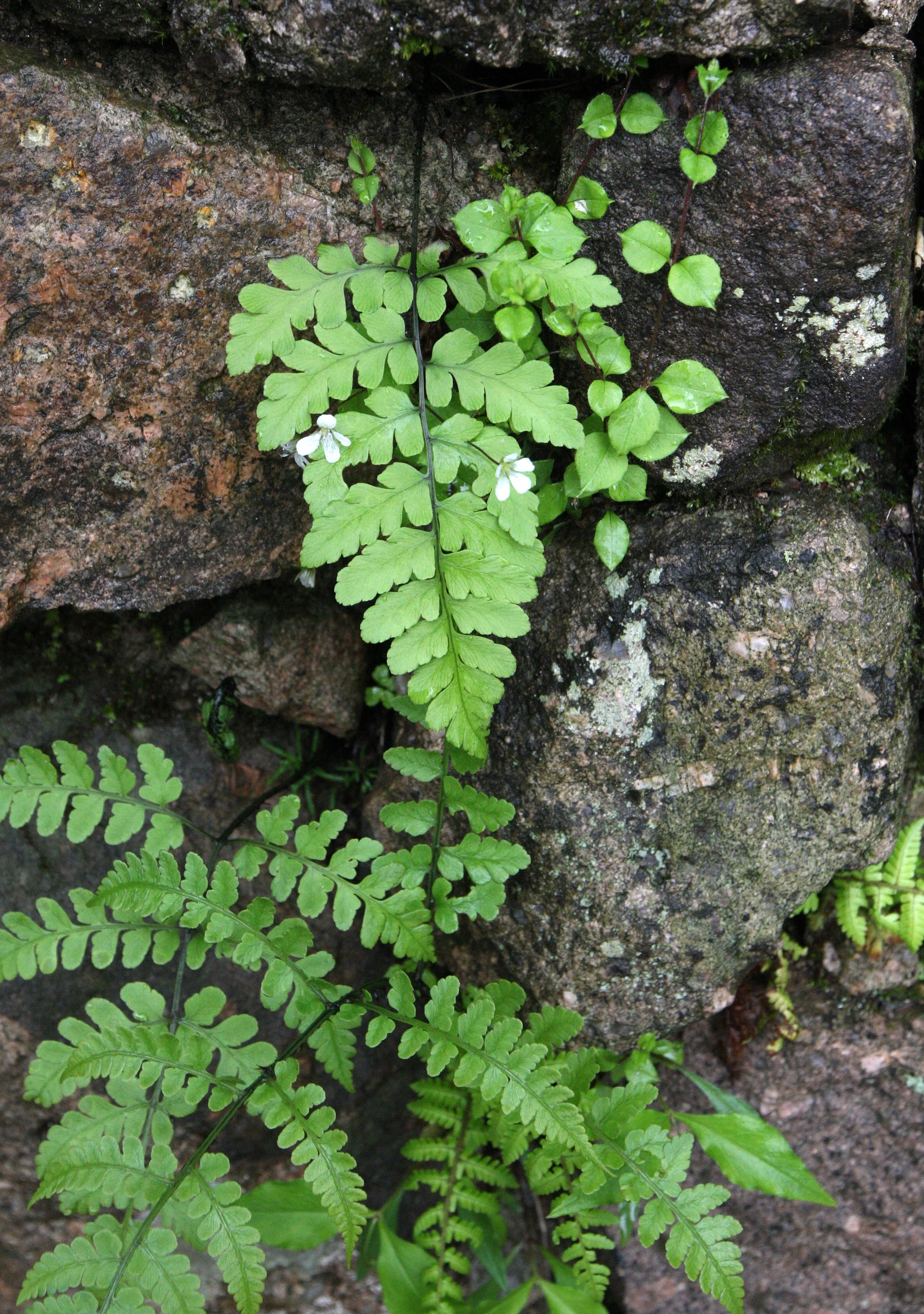 HUANGSHAN NATIONAL PARK ANHUI PROVINCE CHINA (221).JPG