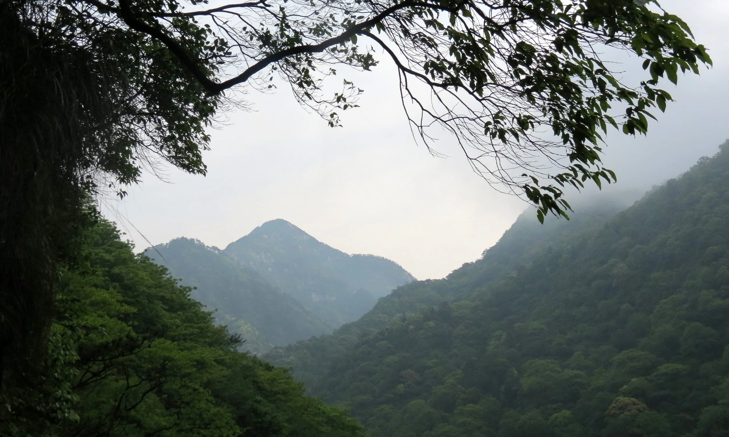 GUNIUJIANG NATURE RESERVE - ANHUI PROVINCE CHINA (52).JPG