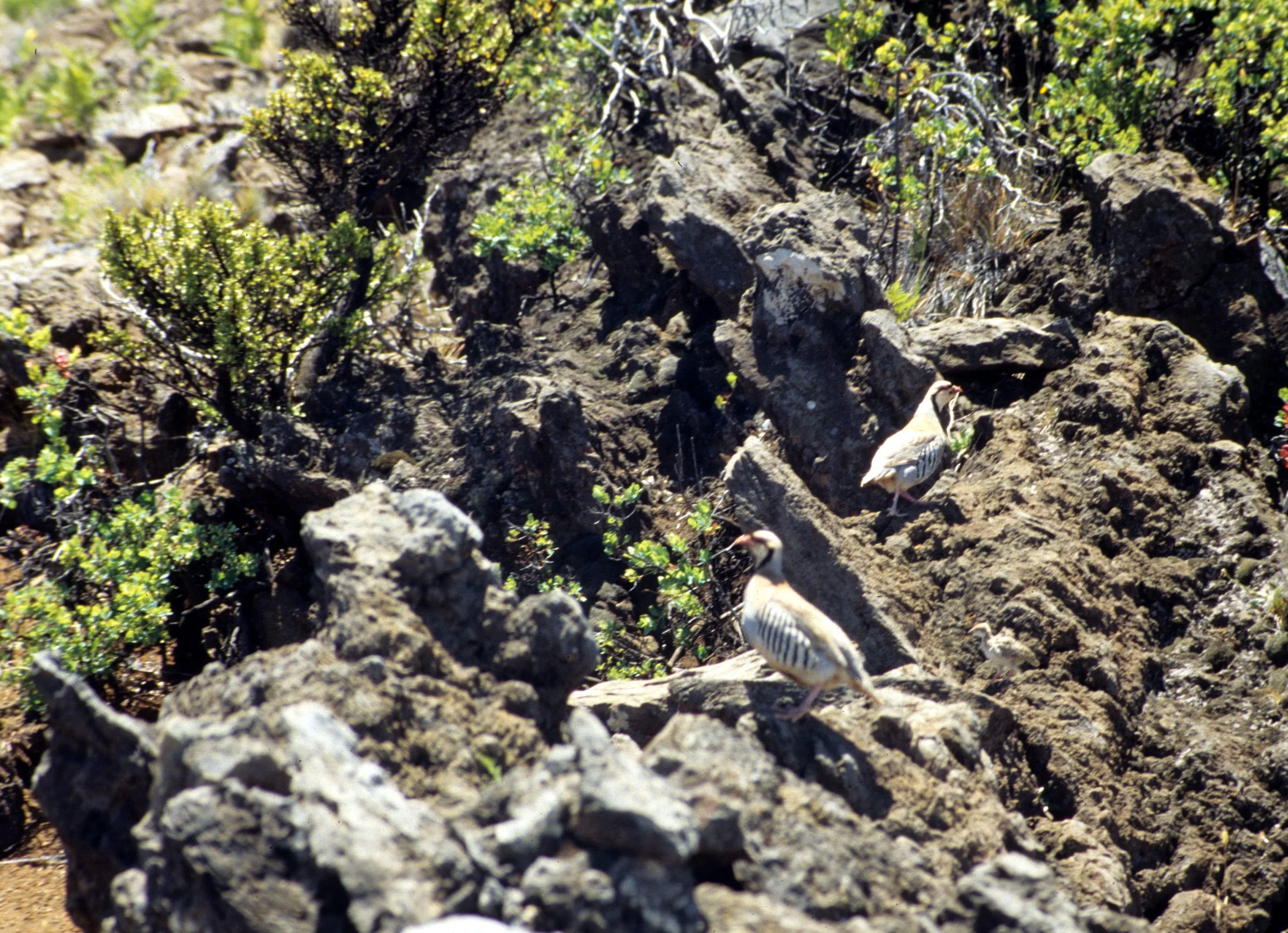 BIRD - CHUKAR - ALECTORIS CHUKA - HAWAII.jpg