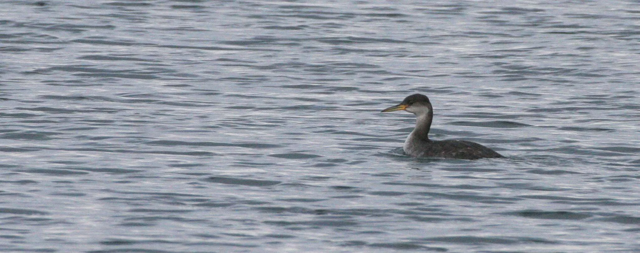 Red-necked Grebe (Podiceps grisegena) Port Angeles Harbor & Strait of Juan de Fuca Washington (16).jpg