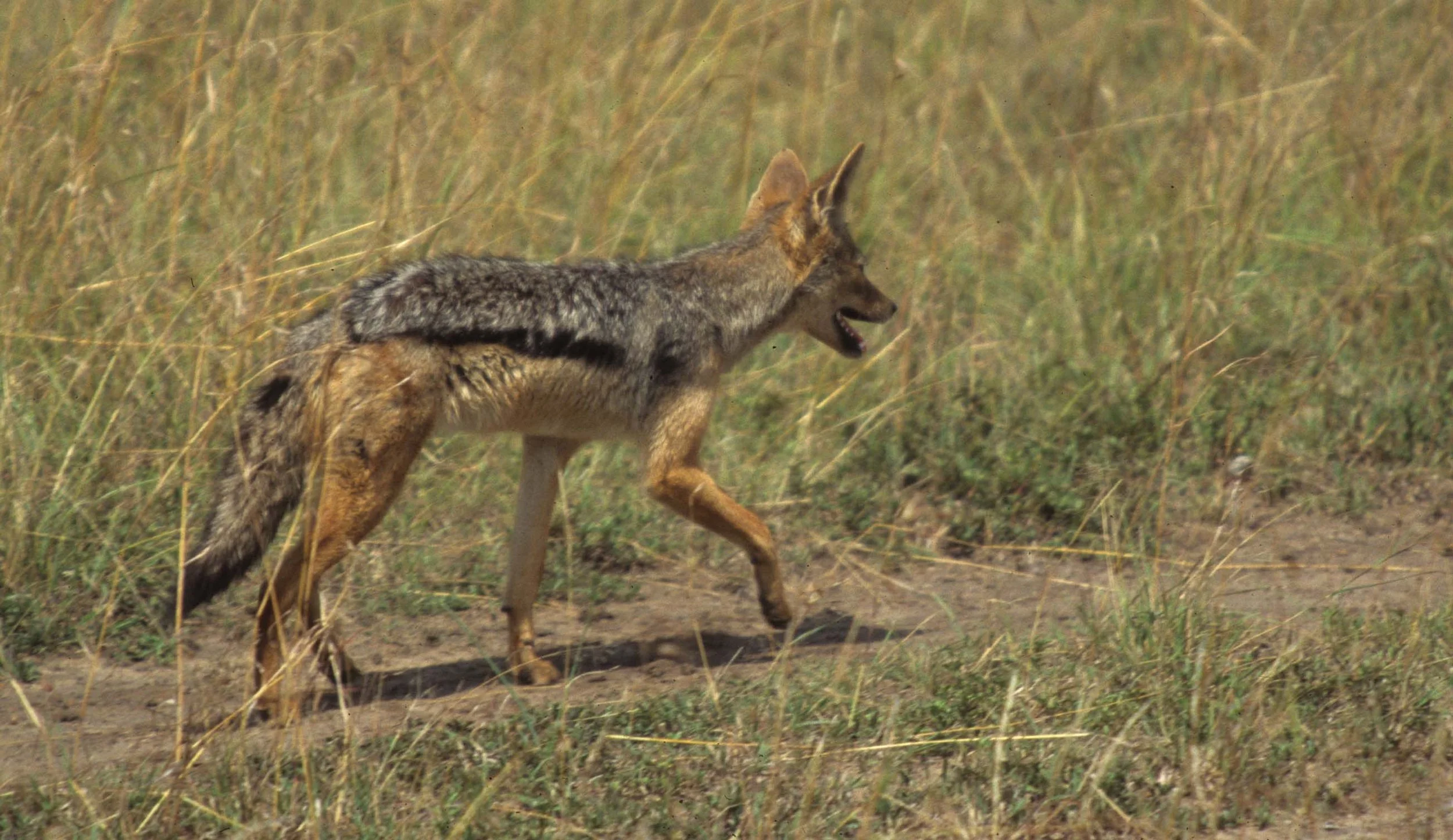 CANID - JACKEL - BLACKBACKED - SERENGETI (3).jpg