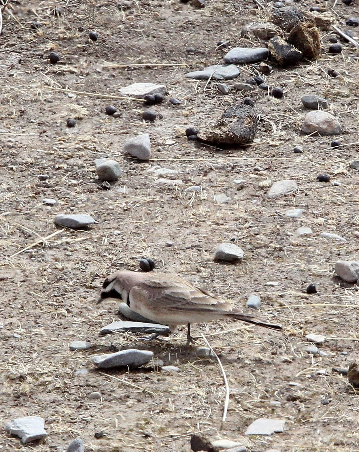 Horned Lark (Eremophila alpestris) Qinghai Lake China (2).JPG