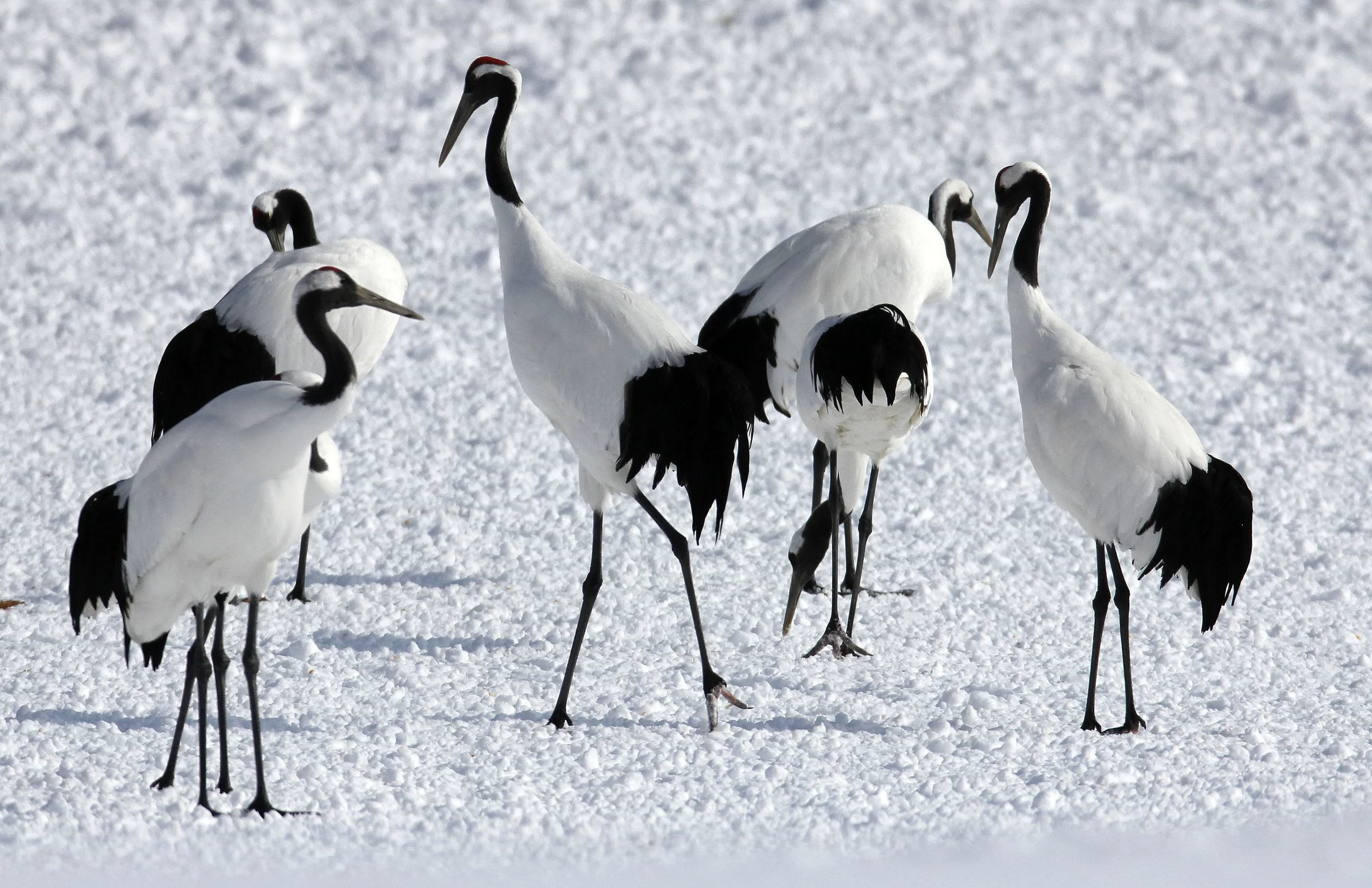 BIRD - CRANE - JAPANESE RED-CROWN CRANE - TSURUI CRANE CENTER - HOKKAIDO JAPAN (126).JPG