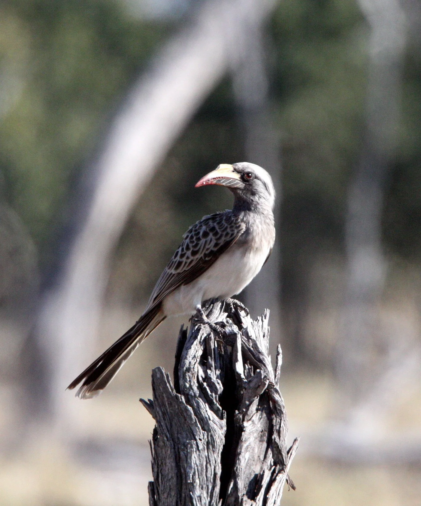 Lophoceros nasutus - AFRICAN GREY HORNBILL - TOCKUS NASUTUS - KRUGER NATIONAL PARK SOUTH AFRICA (8).JPG