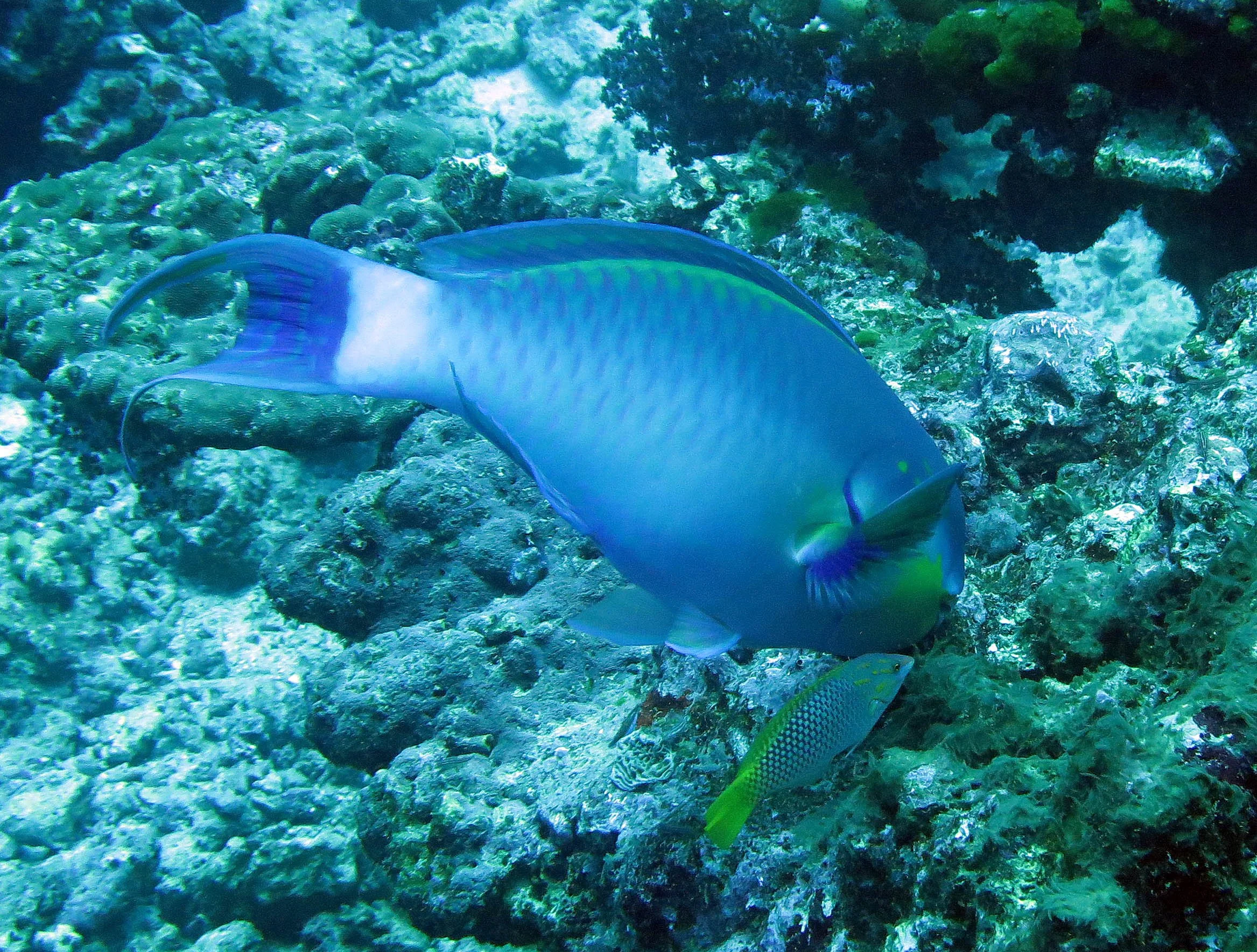 Family Scaridae - Parrotfish — Coke Smith Wildlife