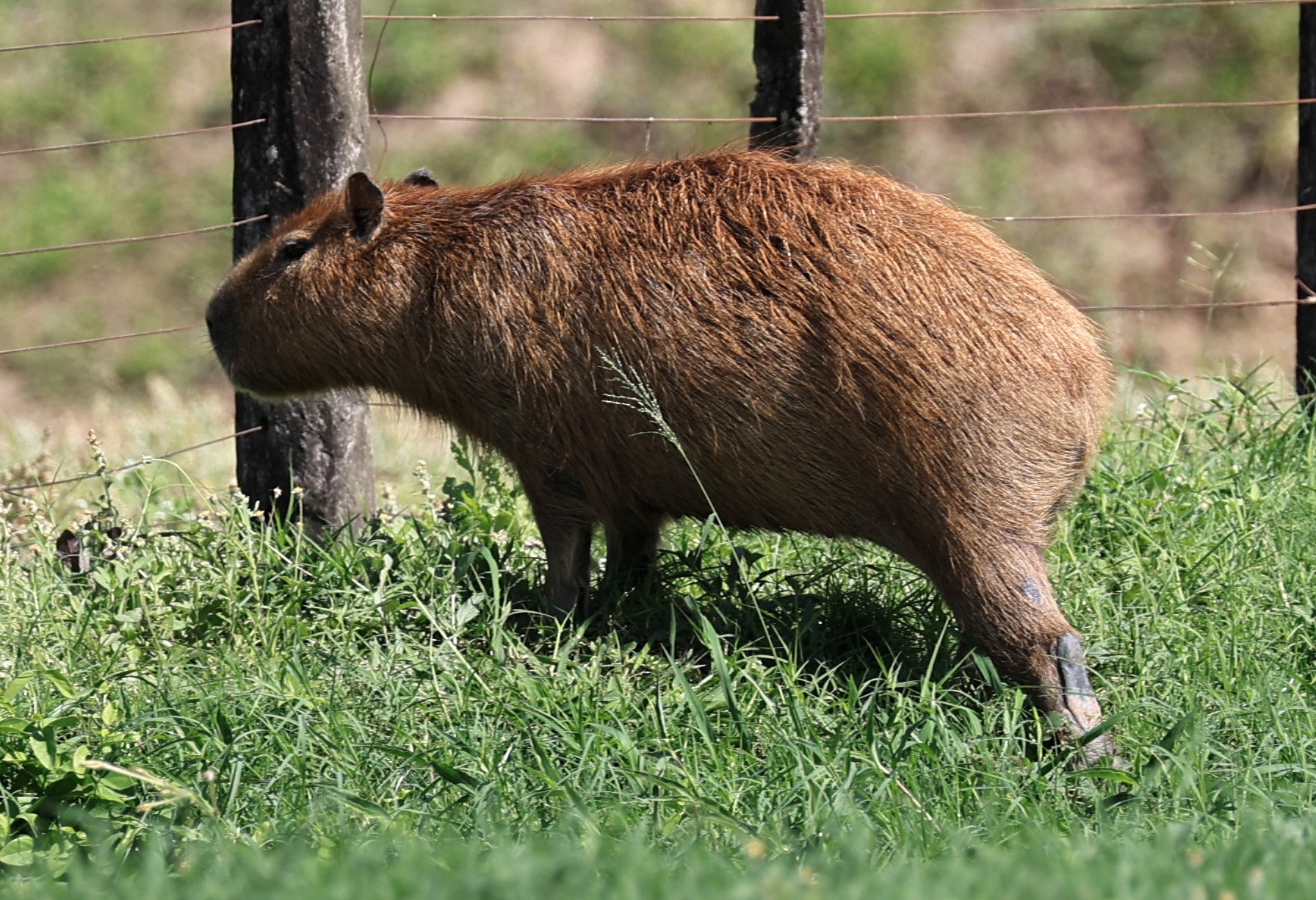 Capybara (Hydrochoerus hydrochaeris) Loma Plata Paraguay - Brunnen Strasse (1).jpg