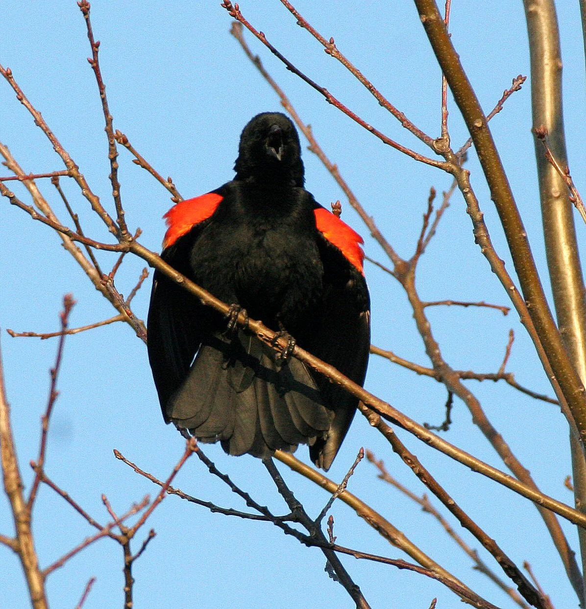 Red-winged Blackbird (Agelaius phoeniceus) Danada Preserve Wheaton Illinois.JPG