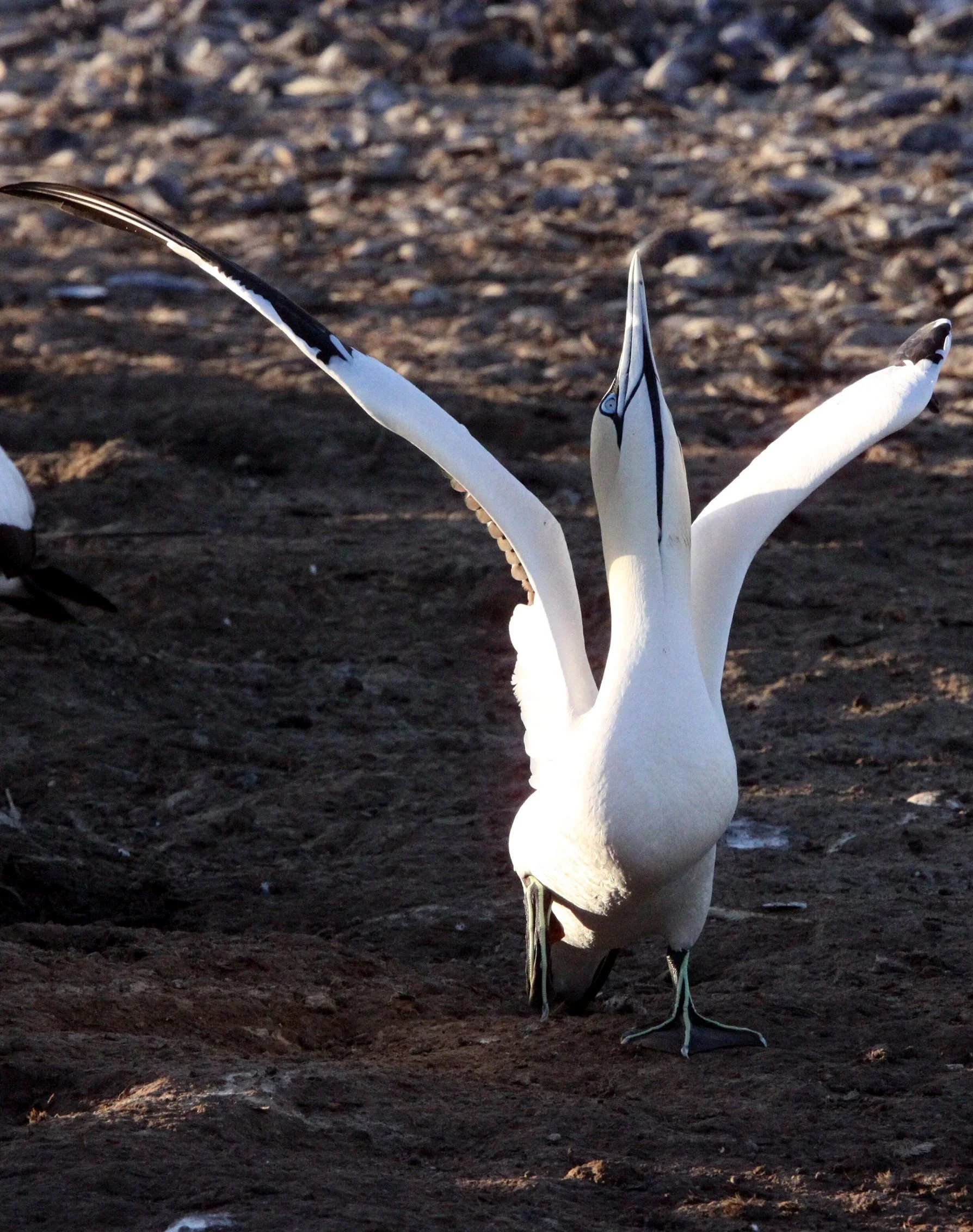 Cape gannet (Morus capensis) Lambert's Bay South Africa (73).JPG