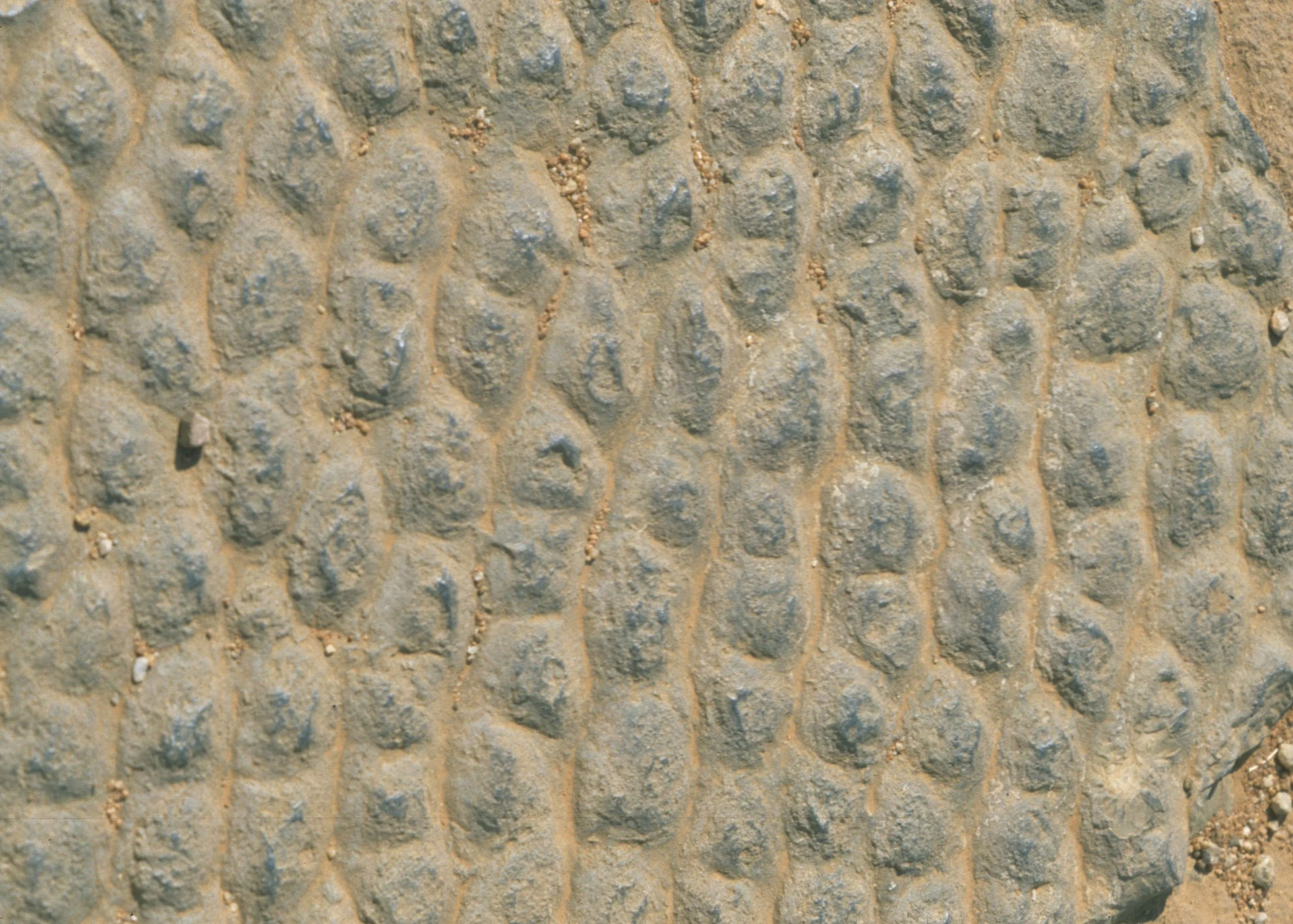 RSA - FOSSILIZED GROUND.jpg