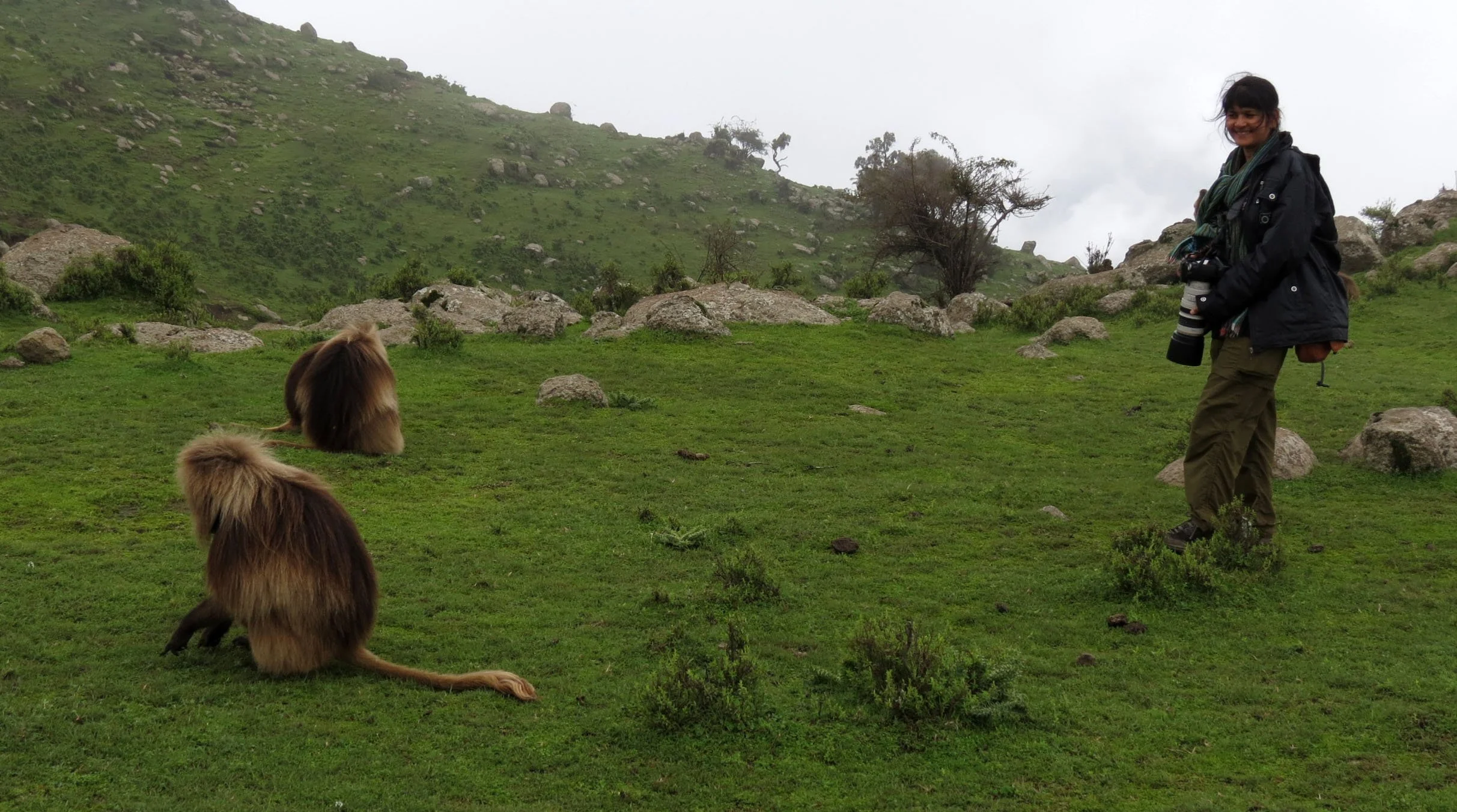 CERCOPITHECIDAE - Theropithecus gelada - GELADA - SIMIEN MOUNTAINS NATIONAL PARK ETHIOPIA (1609).JPG
