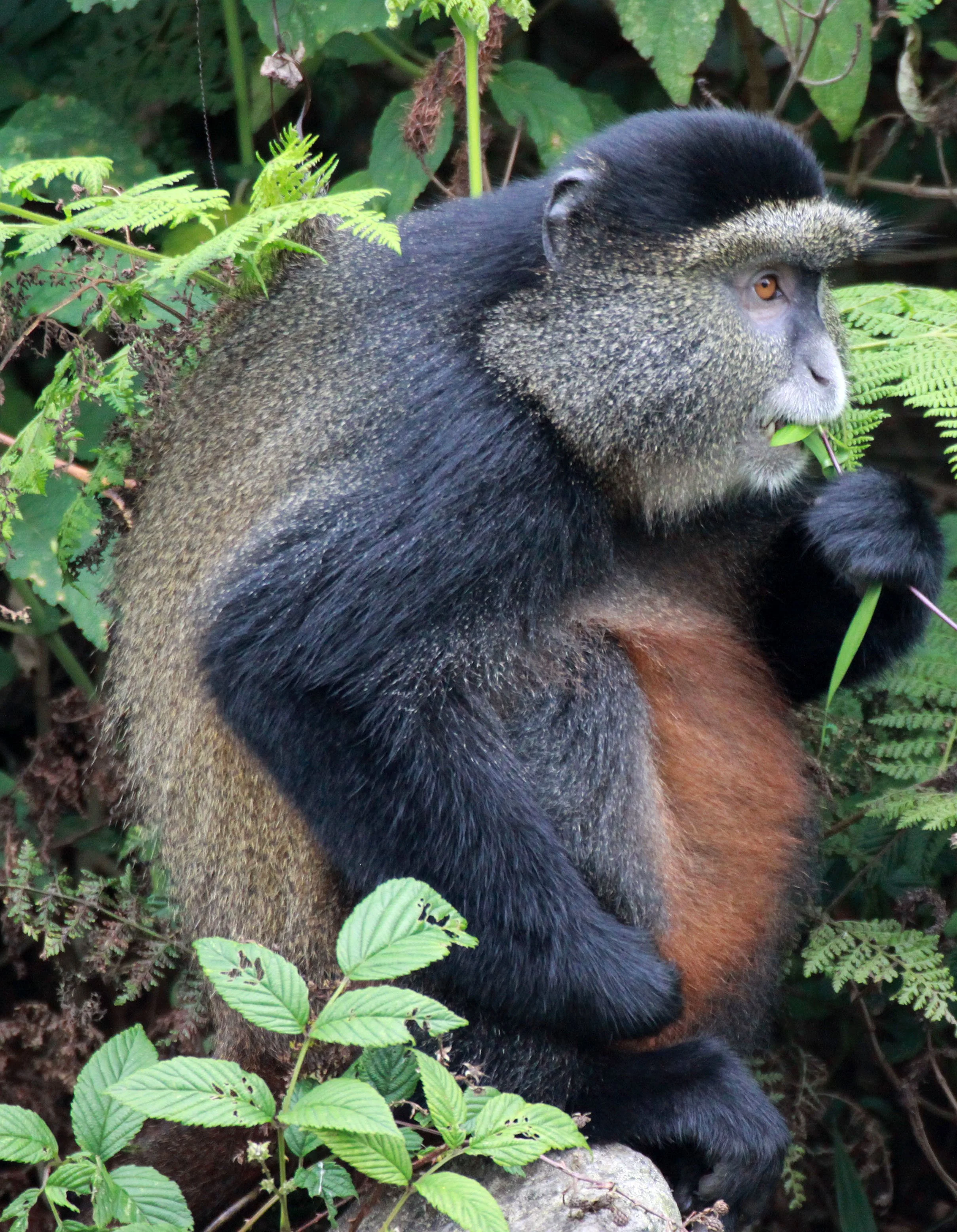 CERCOPITHECIDAE - Cercopithecus kandti - VIRUNGA GOLDEN MONKEY - PARK DU VULCANS RWANDA (316).JPG