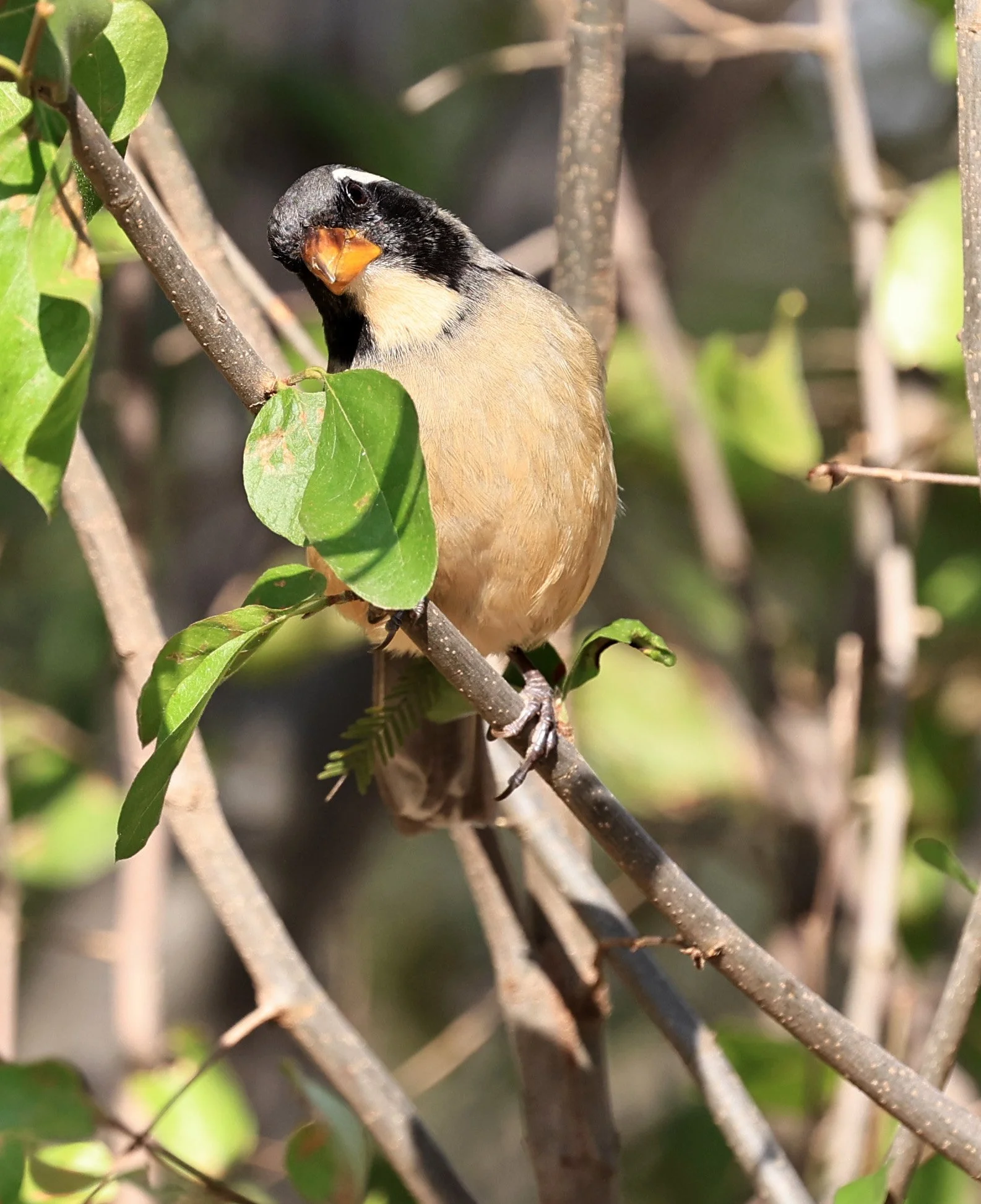 Golden-billed Saltator (Saltator aurantiirostris) Aurora Chaquena Reserve, Neuland Mennonite Colony Paraguay (22).jpg