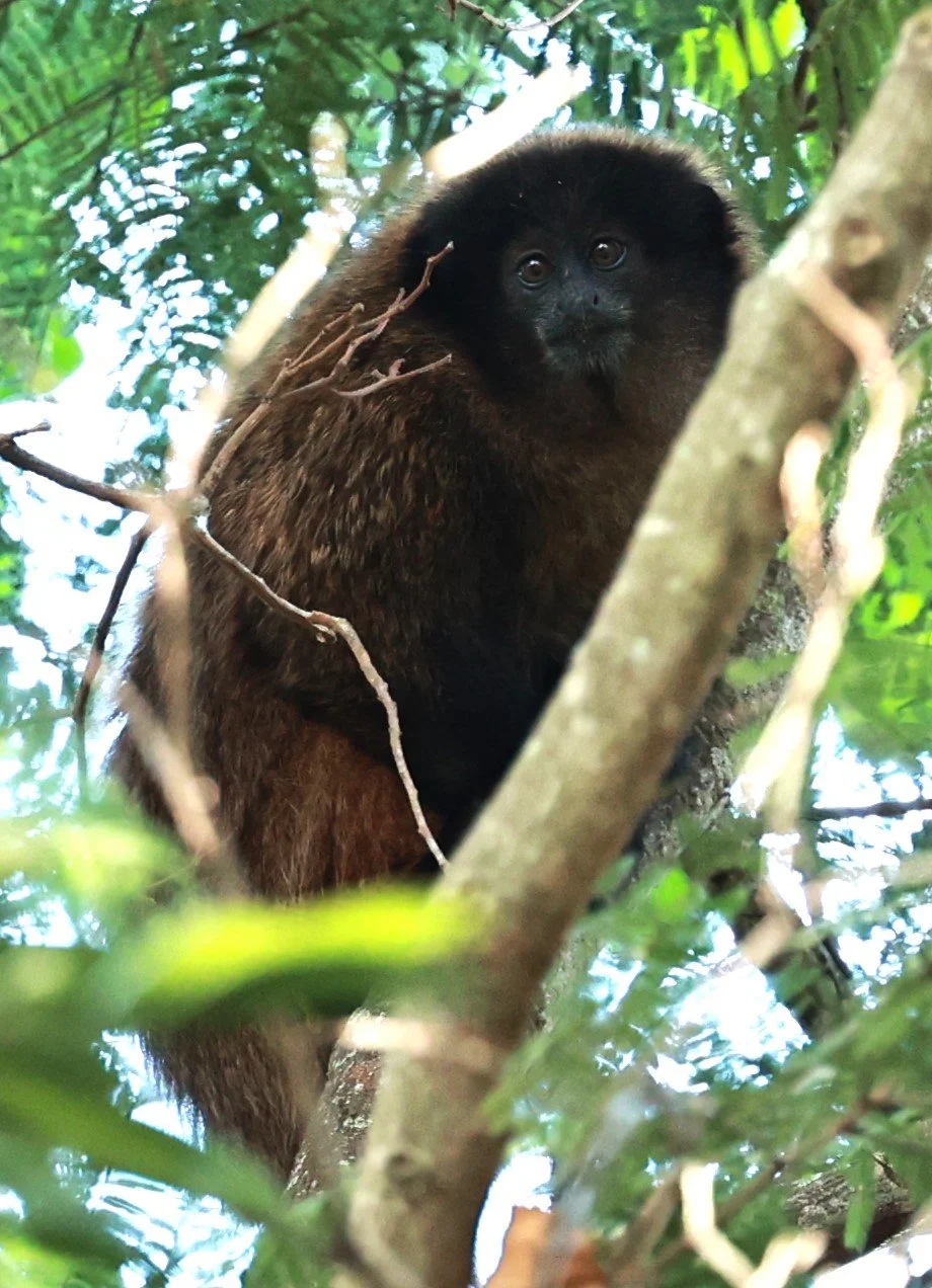 Pitheciidae - Callicebus personatus - Masked Titi - Rio Doce State Park, Minas Gerais, Brazil  (7).JPG