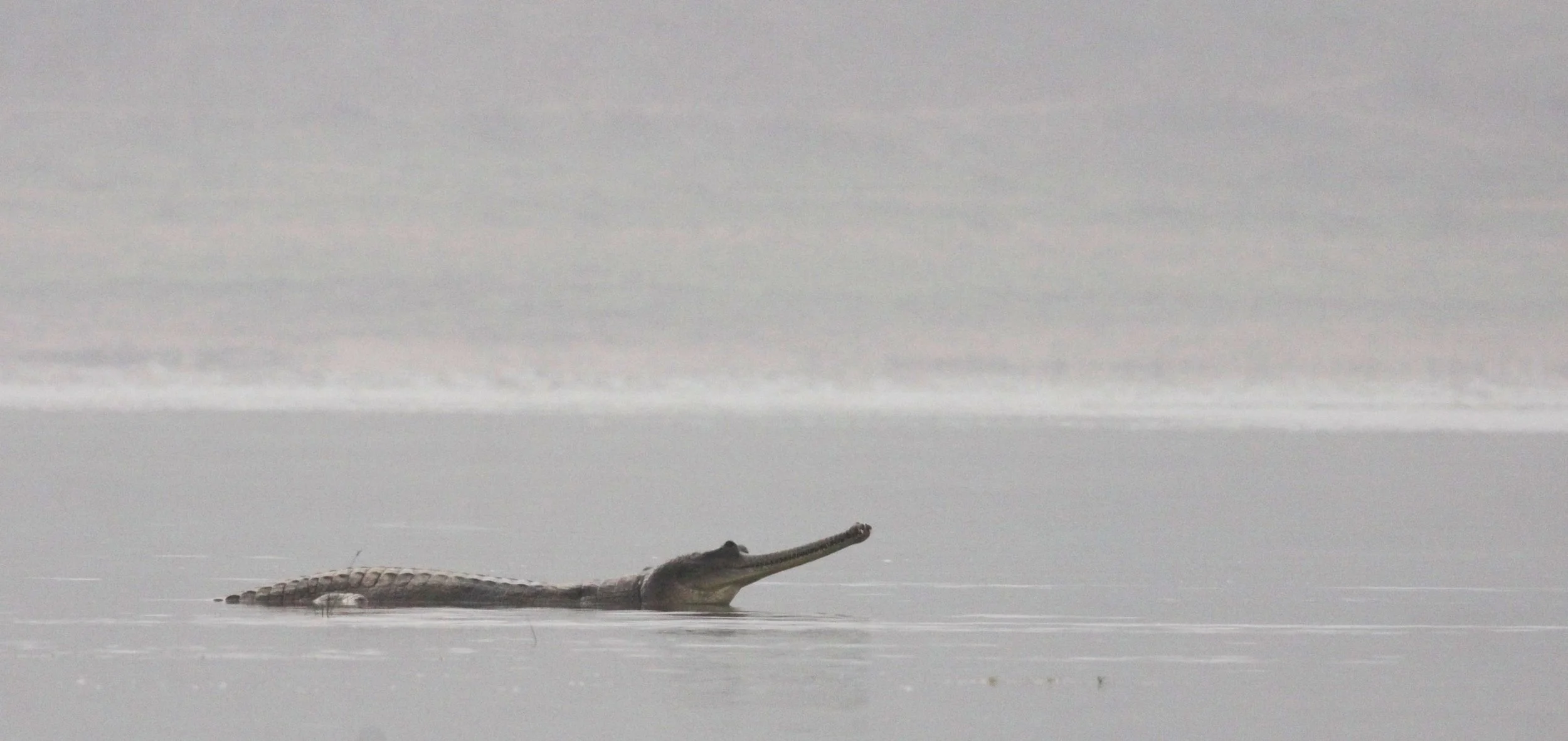 Gavialis gangeticus - GHARIAL CROCODILE - CHAMBAL RIVER SANCTUARY INDIA (63).JPG