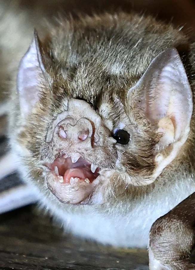 Common Vampire Bat (Desmodus rotundus) Abandoned house on road between Pozo Colorado & Asuncion (33).jpg