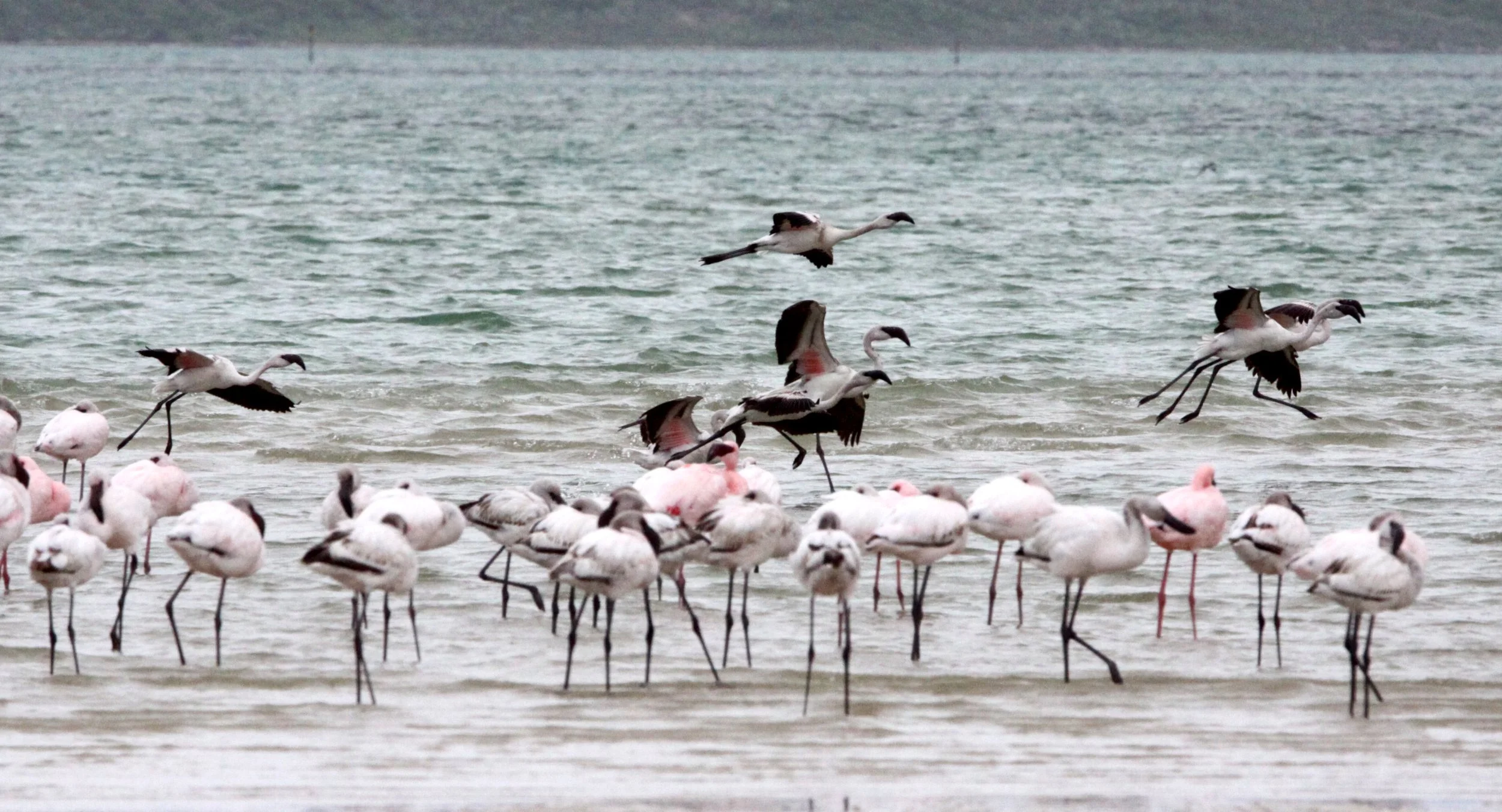 Phoeniconaias minor - Lesser Flamingo - West Coast National Park South Africa (3).JPG