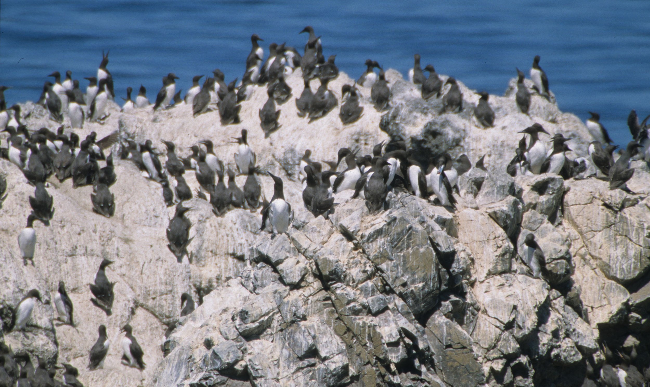 Uria aalge - COMMON MURRE - YAQUINA HEAD OREGON (7).jpg