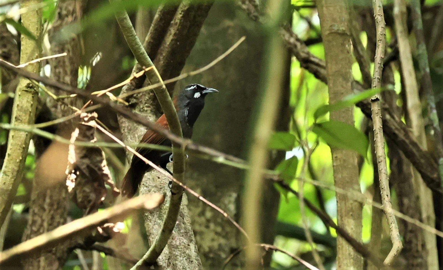 BABBLER- BLACK-THROATED BABBLER - Stachyris nigricollis - KRUNG CHING, KHAO LUANG NP NST, APRIL 2022 (6).jpg