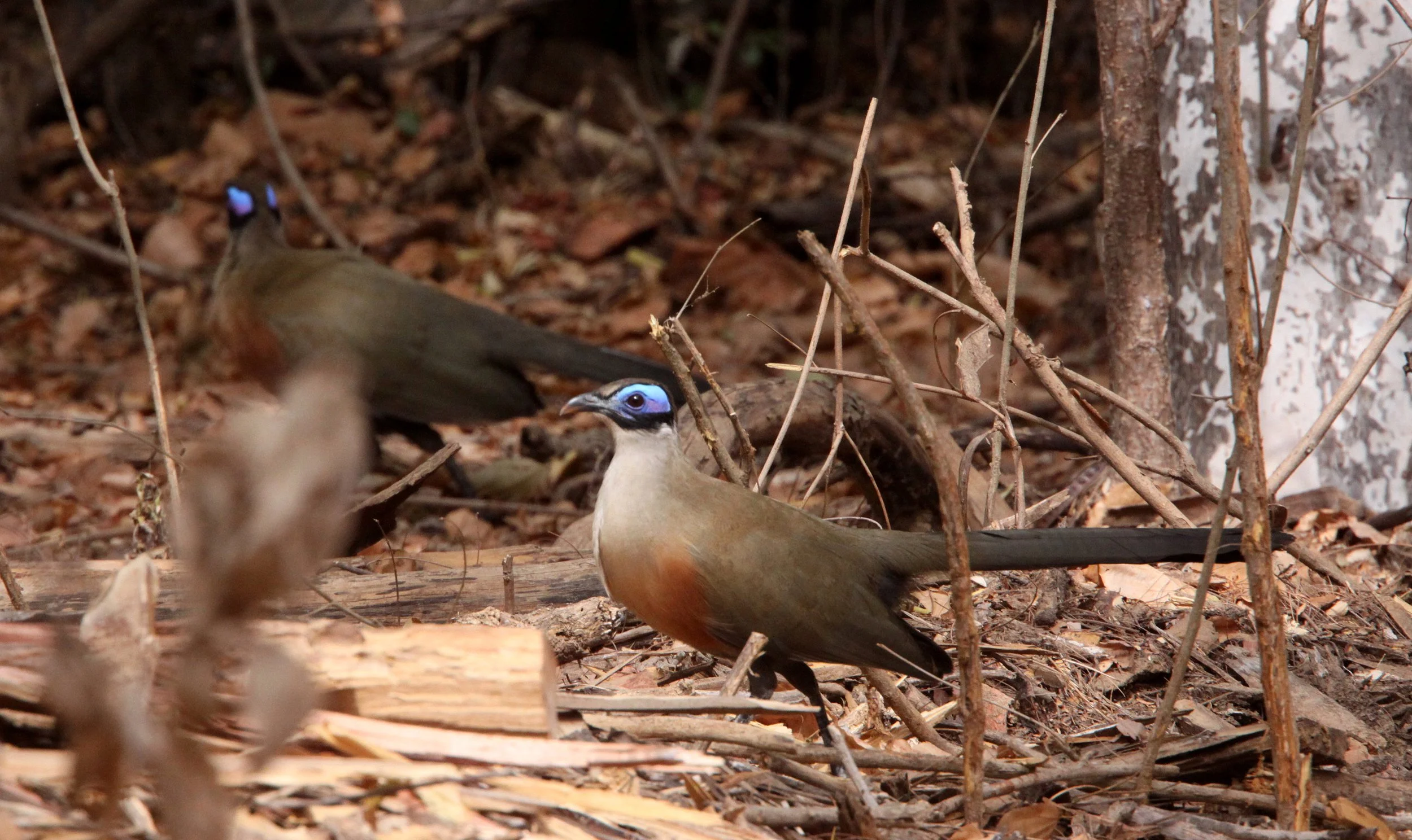 Giant Coua (Coua gigas) Kirindy NP Madagascar (6).JPG