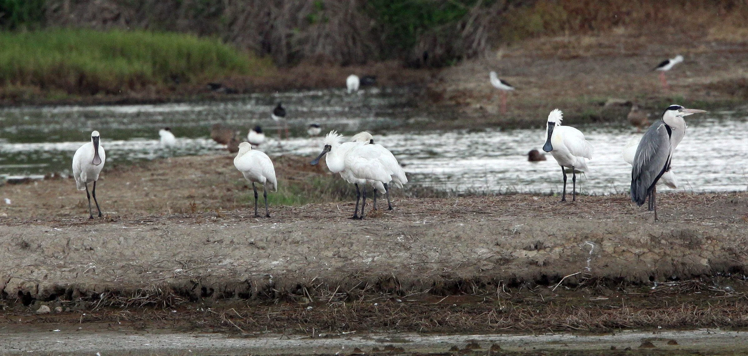 SPOONBILL - BLACK-FACED SPOONBILL - Platalea minor - MAI PO WETLANDS HONG KONG (34).JPG