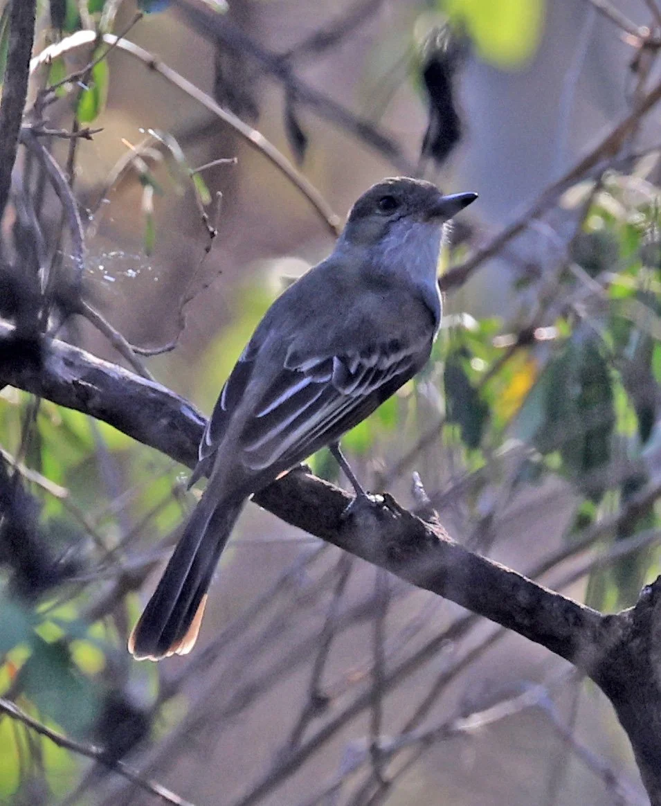 Brown-crested Flycatcher (Myiarchus tyrannulus) Agua Dulce Paraguay (3).jpg