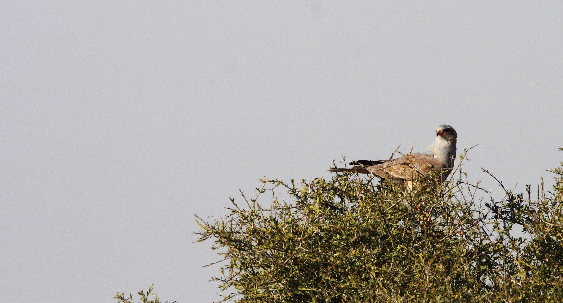 Melierax canorus - PALE CHANTING GOSHAWK - KGALAGADI NATIONAL PARK RSA (1).JPG
